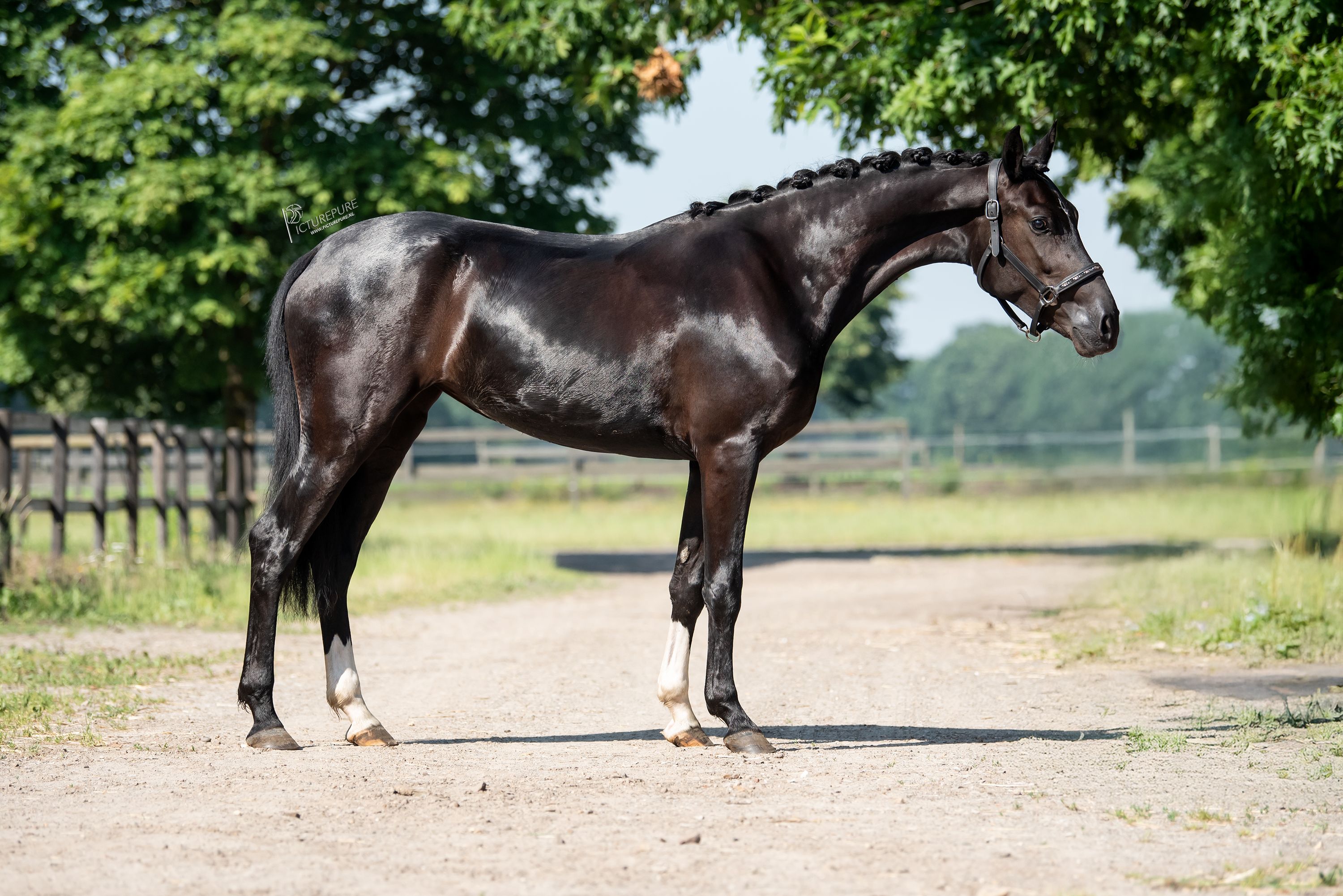 kwpn endurance-paard merrie 3 ετών zwart προς πώληση - Φωτογραφία 6