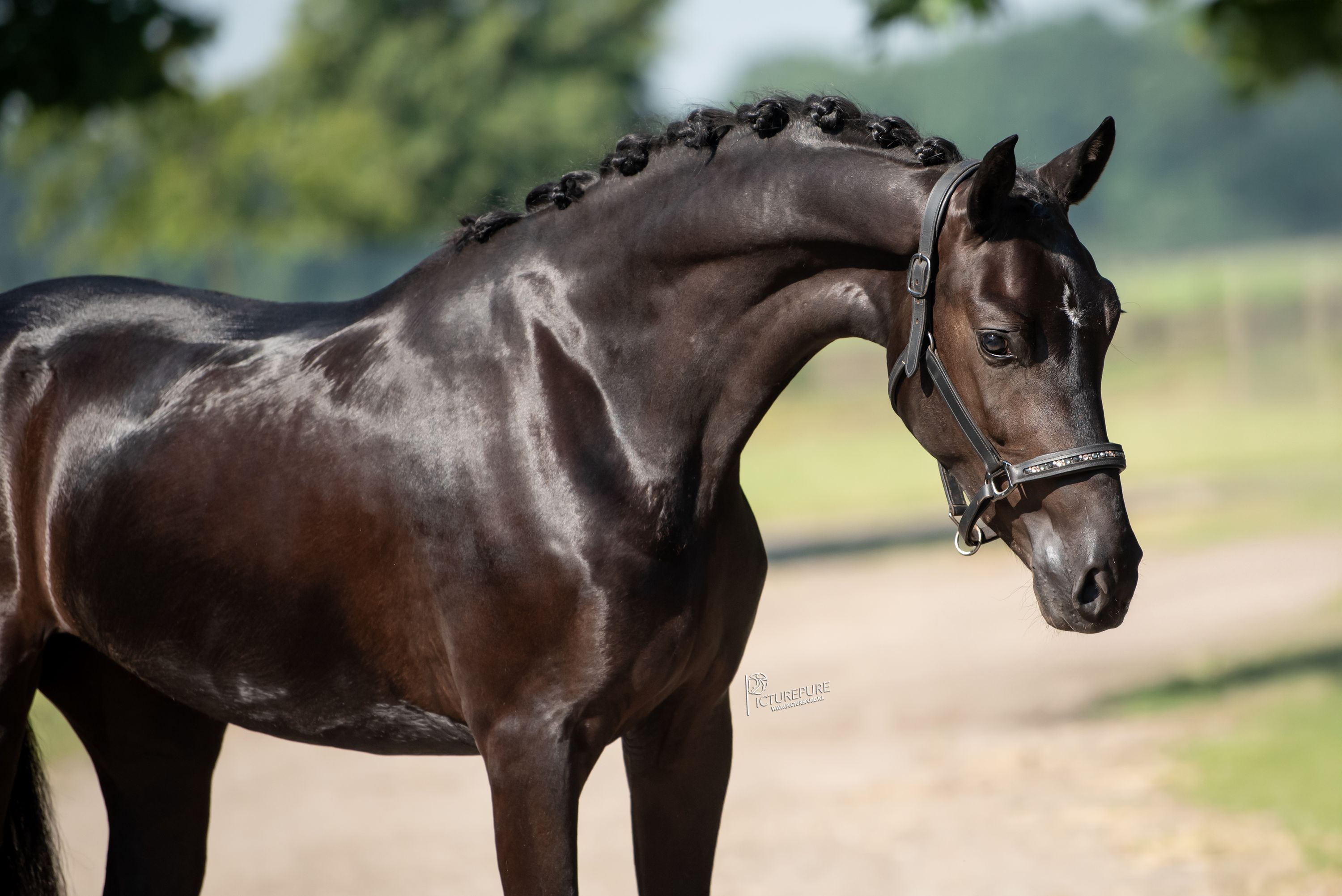 kwpn endurance-paard merrie 3 ετών zwart προς πώληση - Φωτογραφία 2