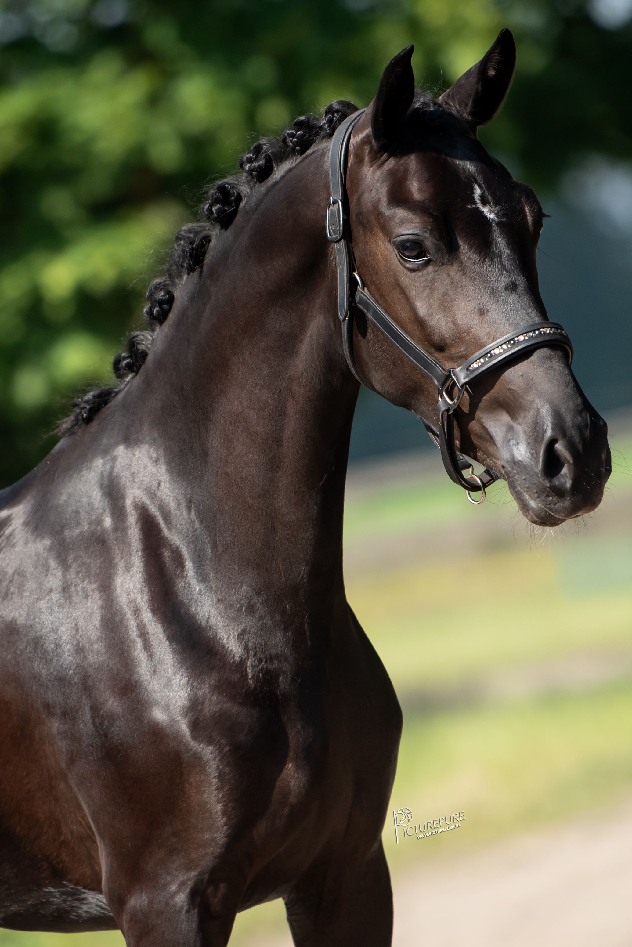kwpn endurance-paard merrie 3 ετών zwart προς πώληση - Φωτογραφία 3