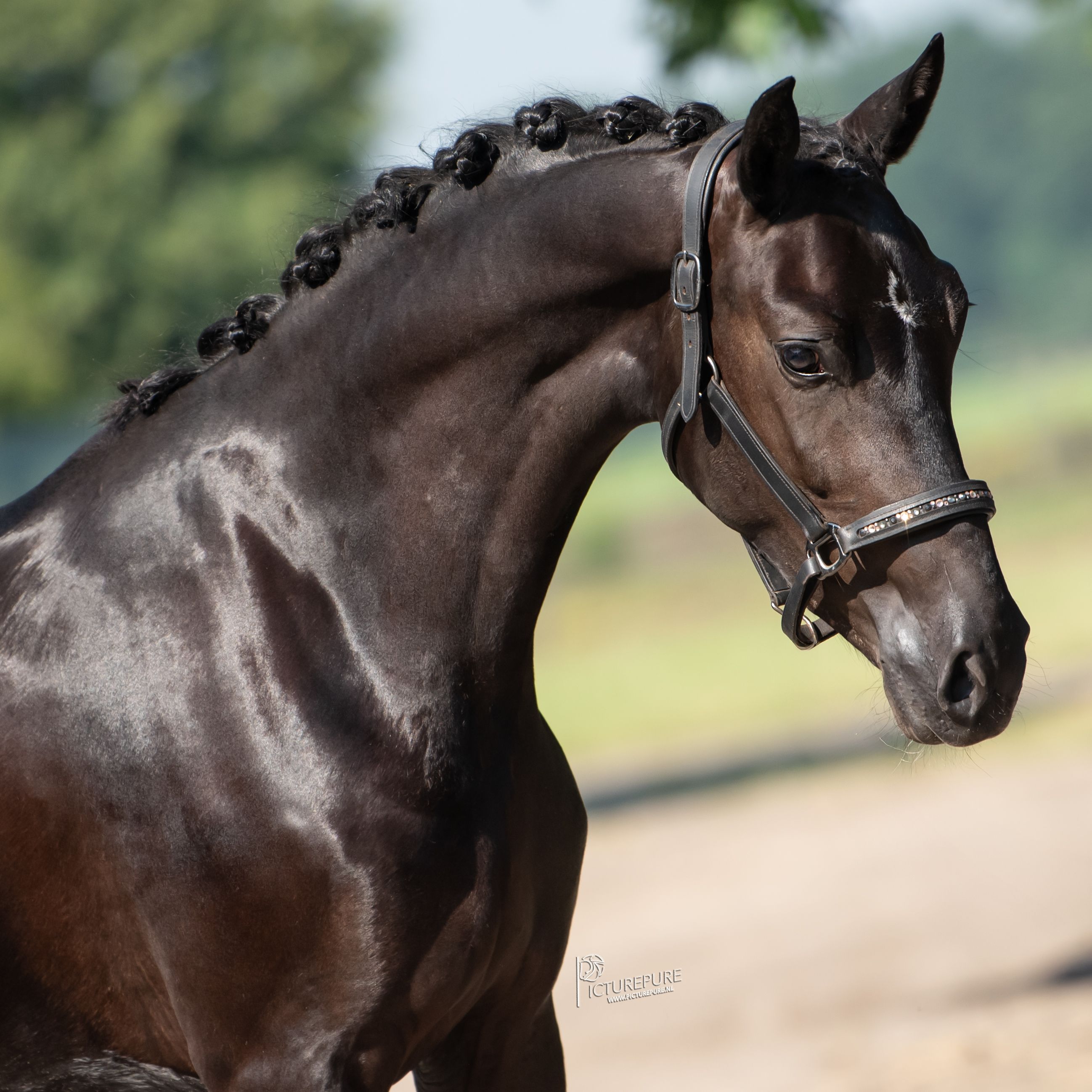 3岁顶级潜力股 Blue hors freelance x Olaf