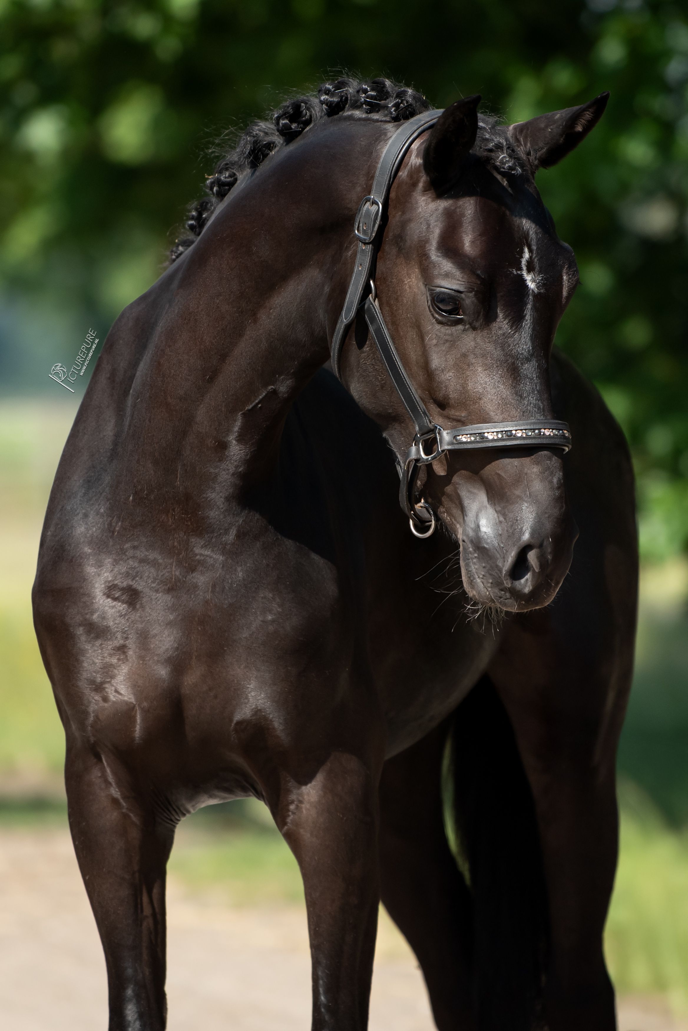 kwpn endurance-paard merrie 3 ετών zwart προς πώληση - Φωτογραφία 4