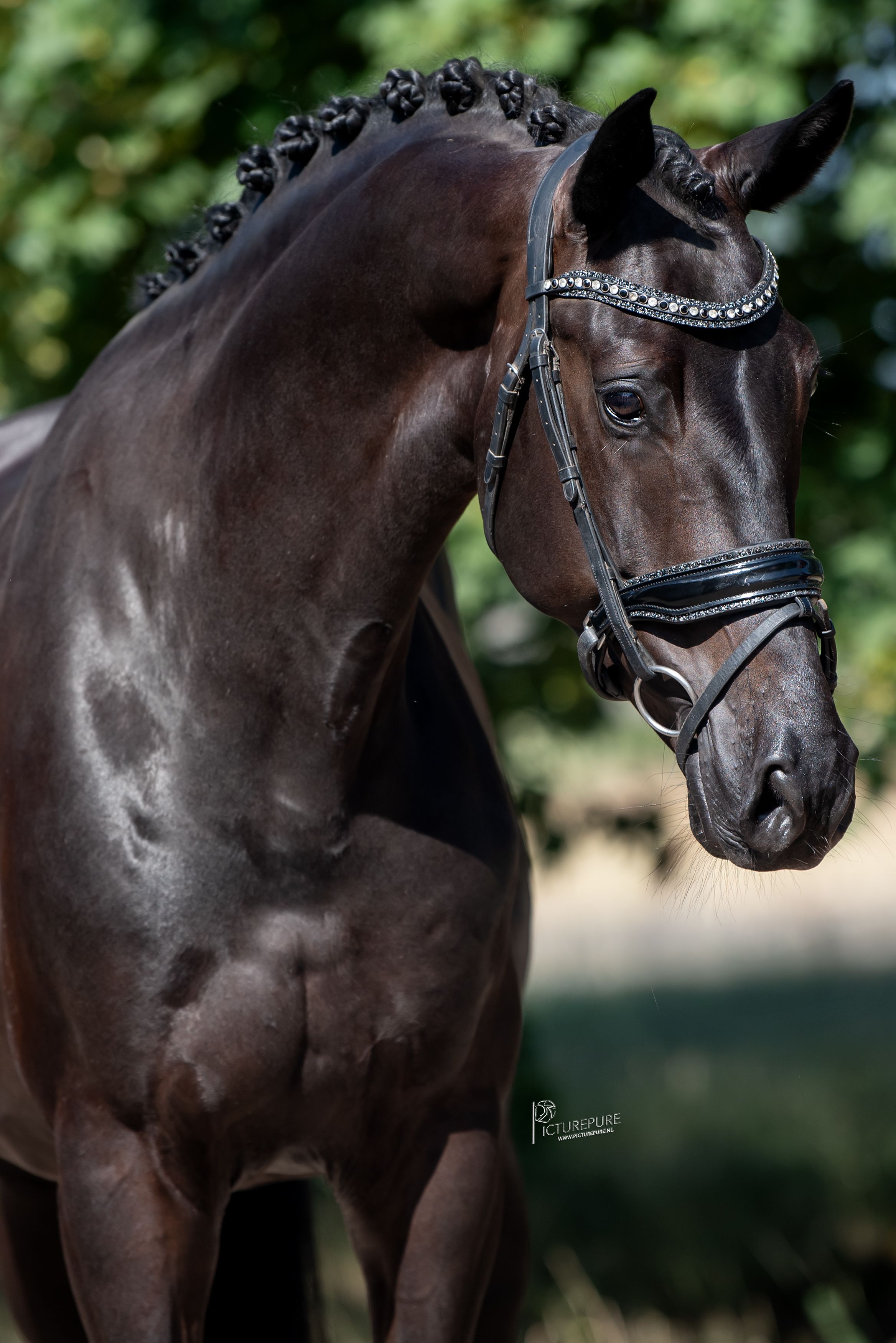 kwpn dressuurpaard ruin 5 anos zwart à venda - Foto 3