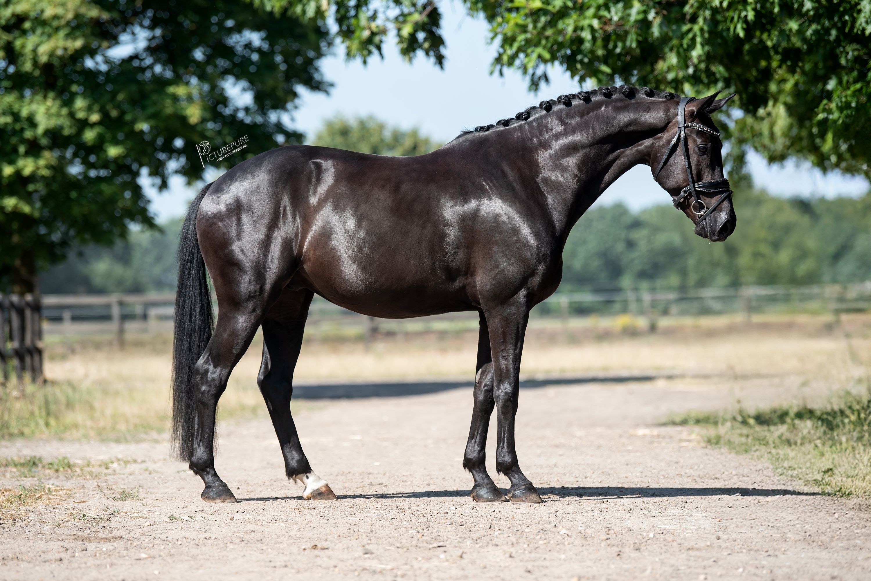 kwpn dressuurpaard ruin 5 anos zwart à venda - Foto 4