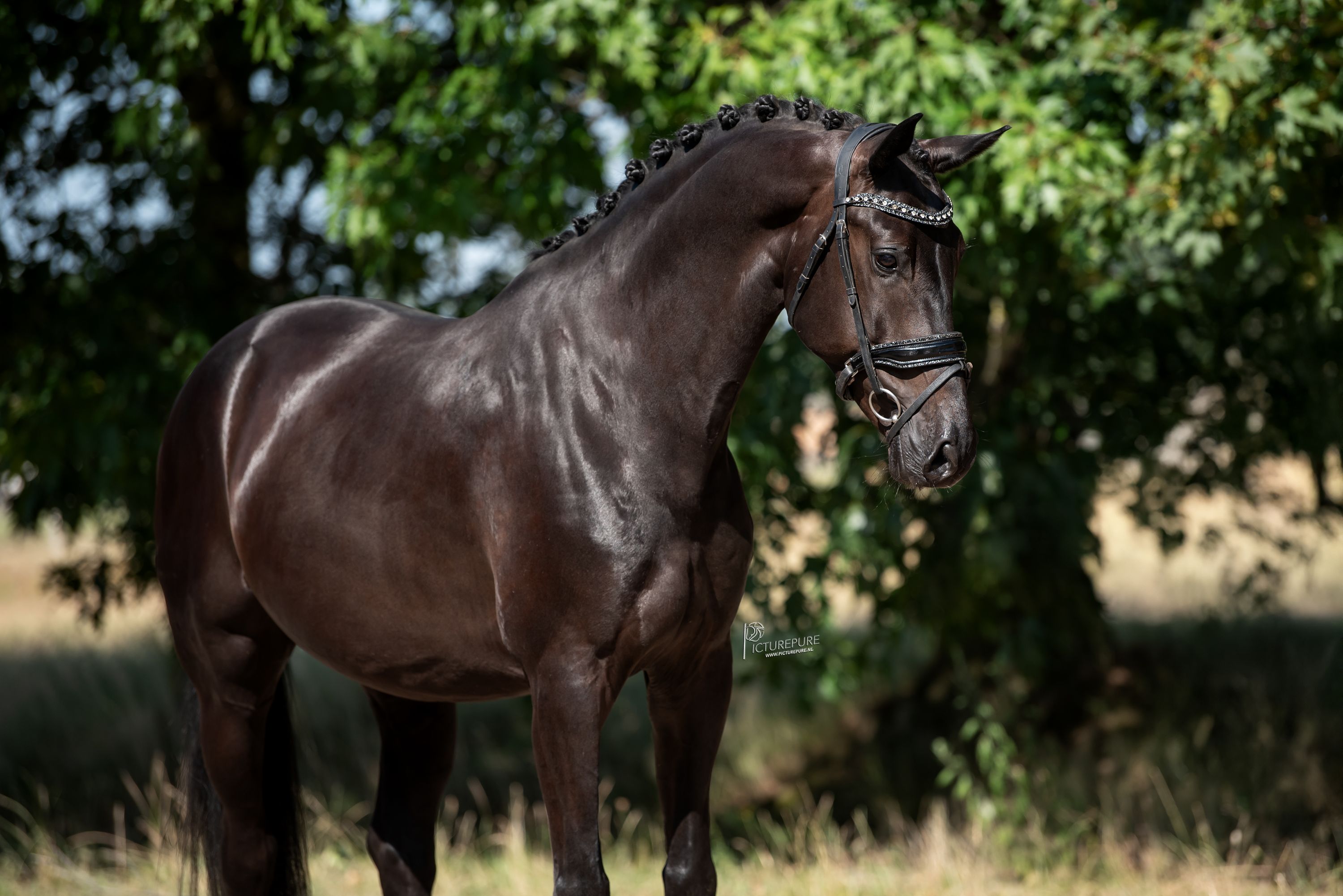kwpn dressuurpaard ruin 5 anos zwart à venda - Foto 6