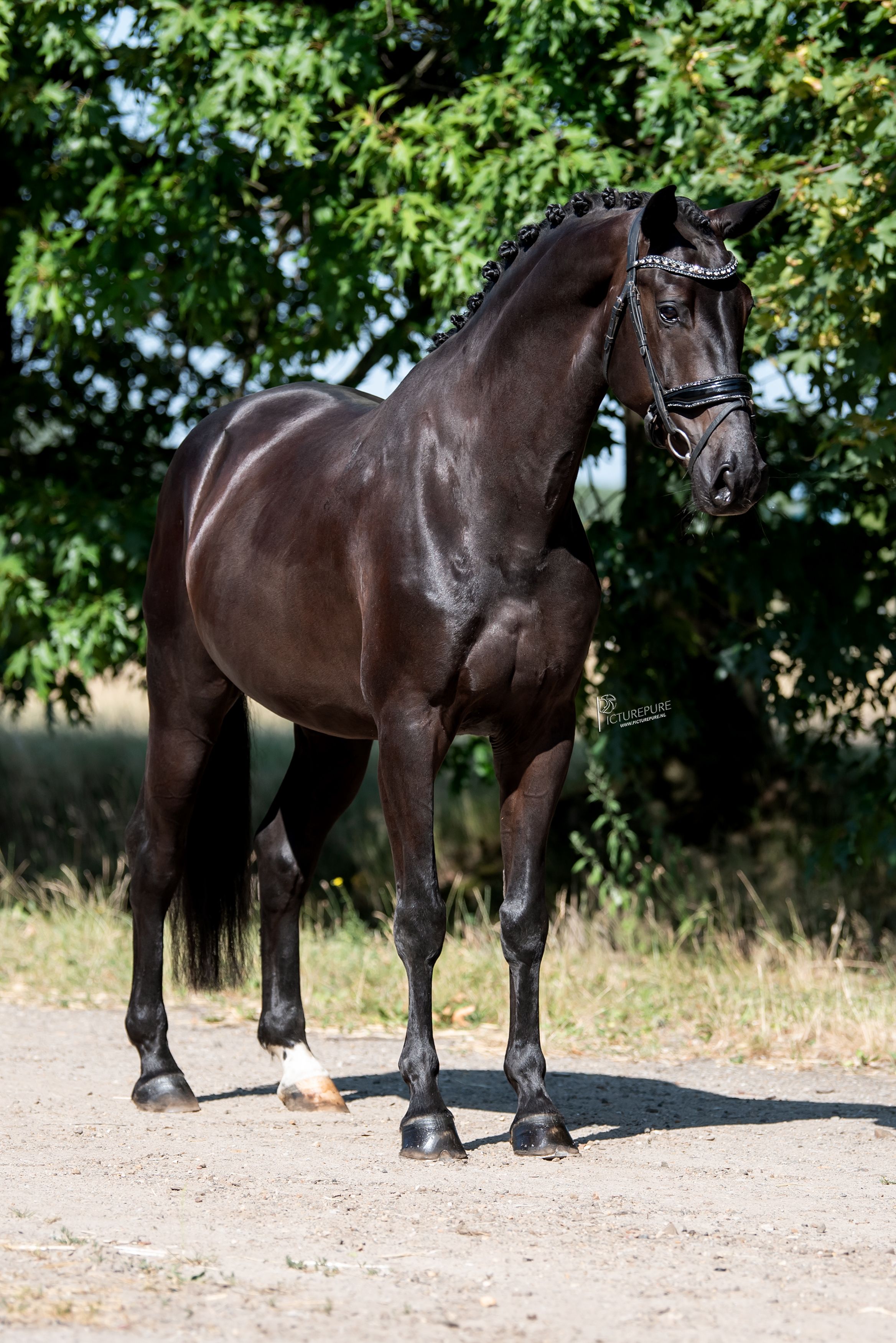 kwpn dressuurpaard ruin 5 anos zwart à venda - Foto 5