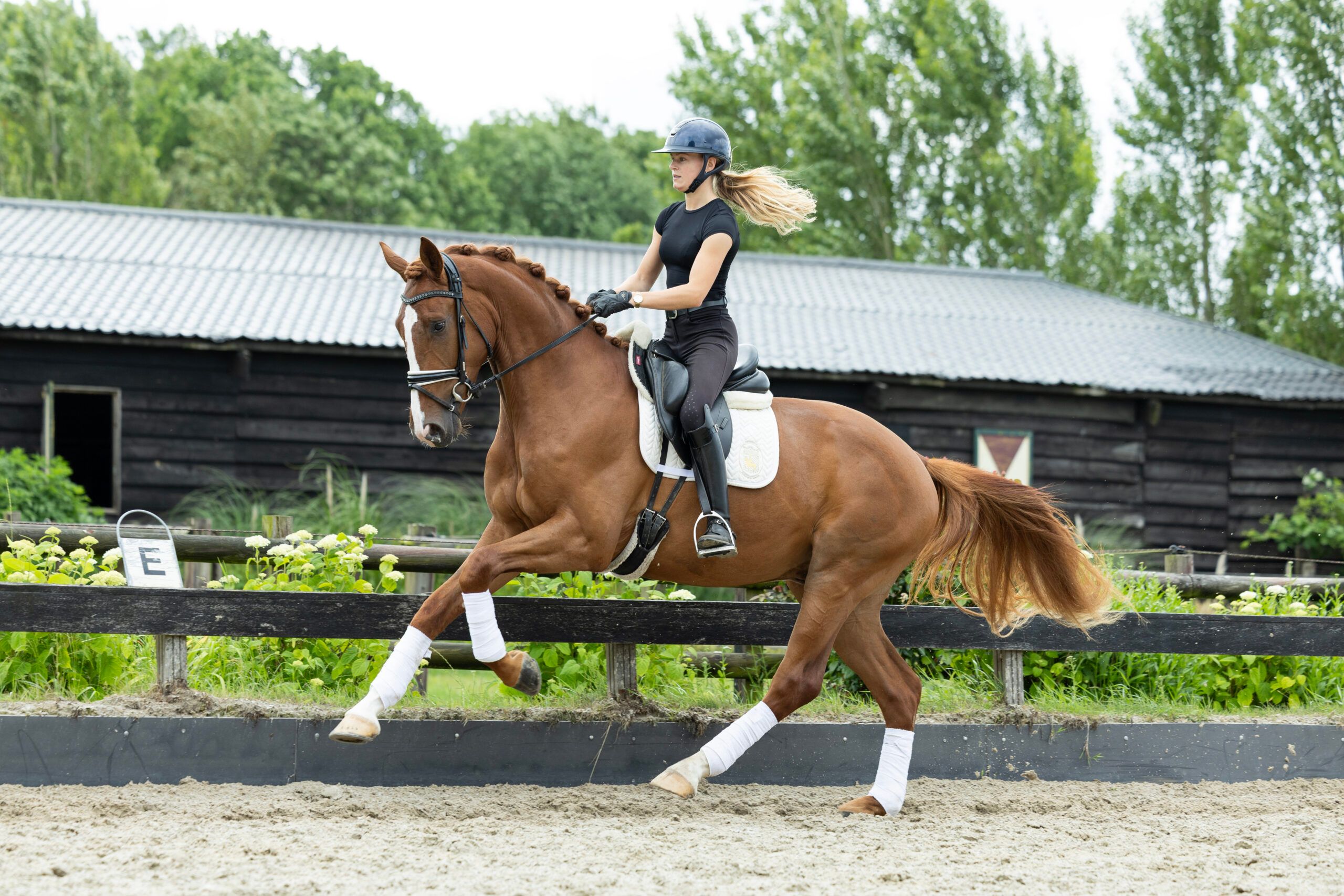kwpn dressuurpaard ruin 3 jaar vos te koop - Foto 2