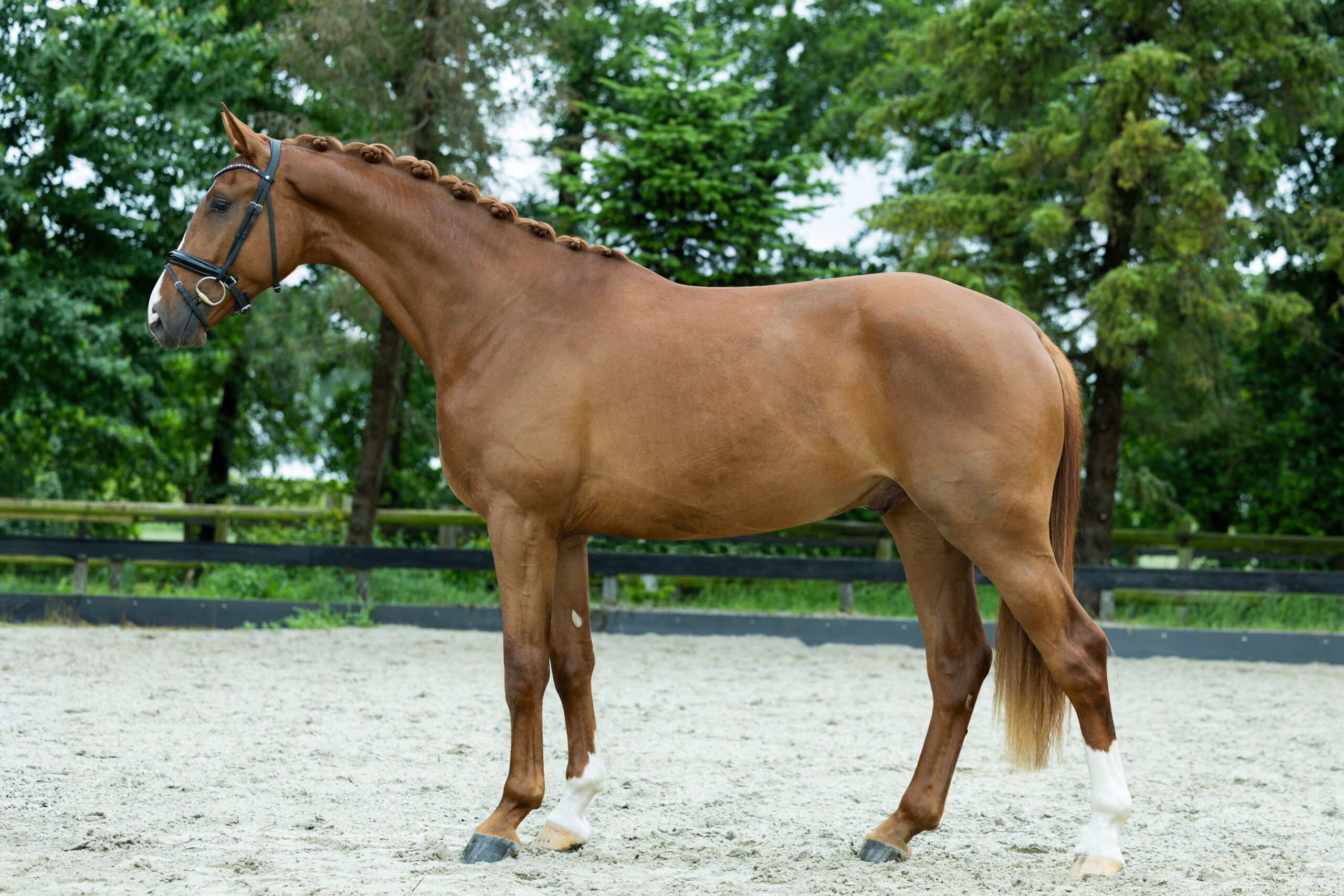 kwpn dressuurpaard ruin 3 jaar vos te koop - Foto 3