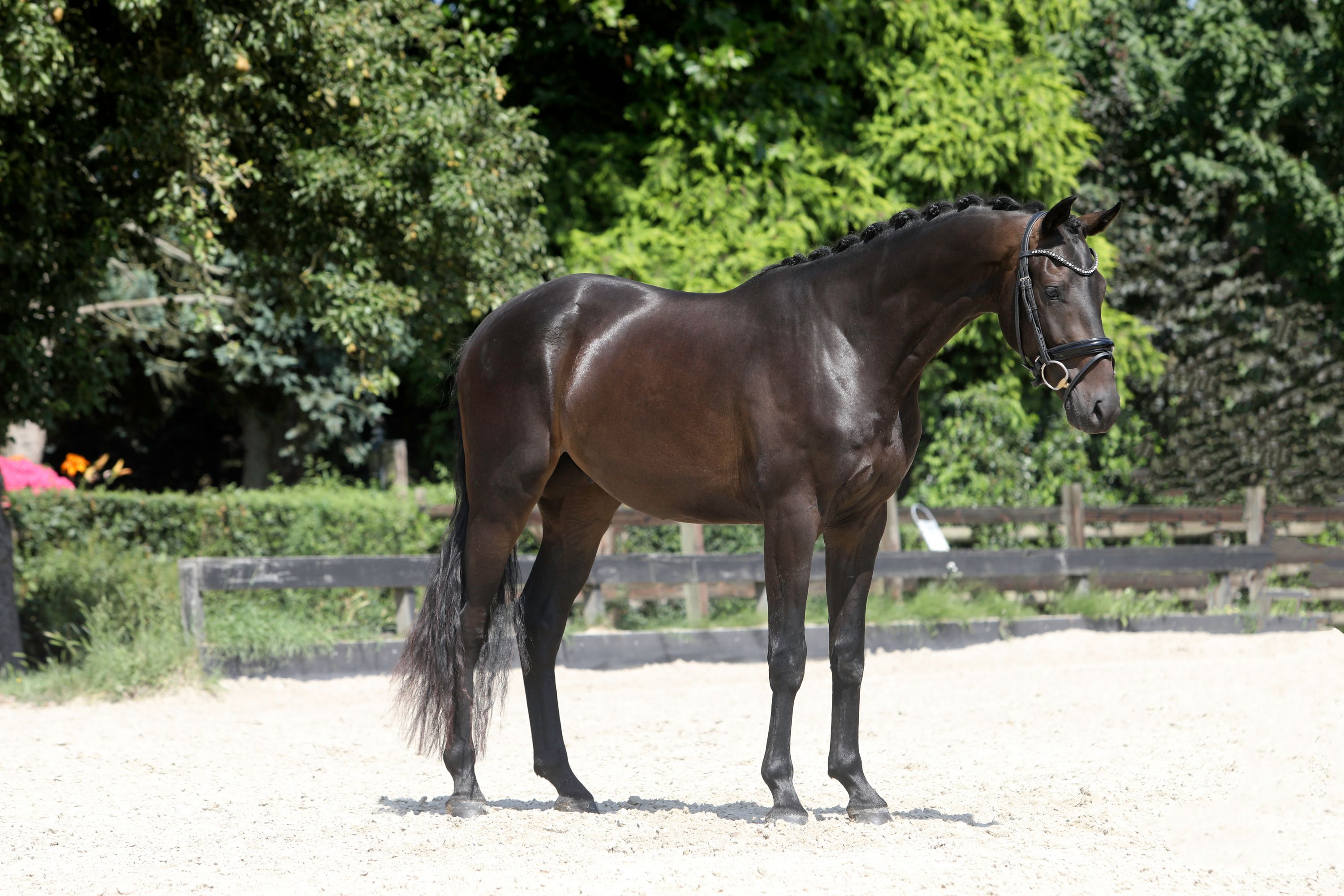 kwpn dressuurpaard ruin 3 jaar donkerbruin te koop - Foto 2