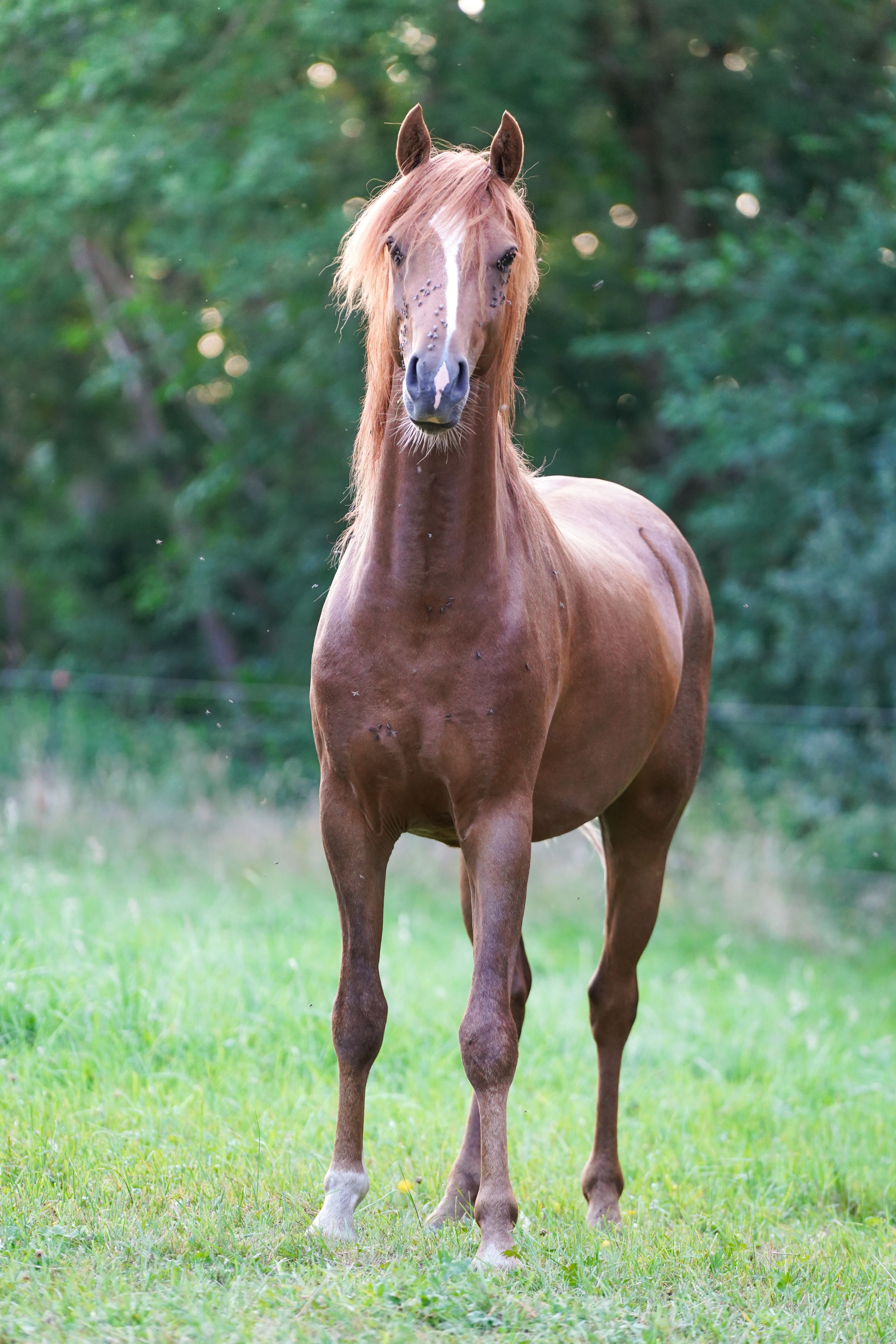welsh allround-pony hengst 2 jaar te koop - Foto 4