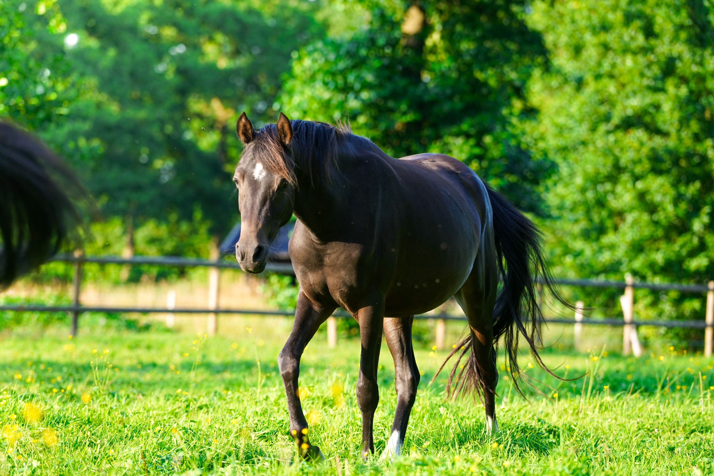 welsh allround-pony hengst 2 jaar te koop - Foto 6