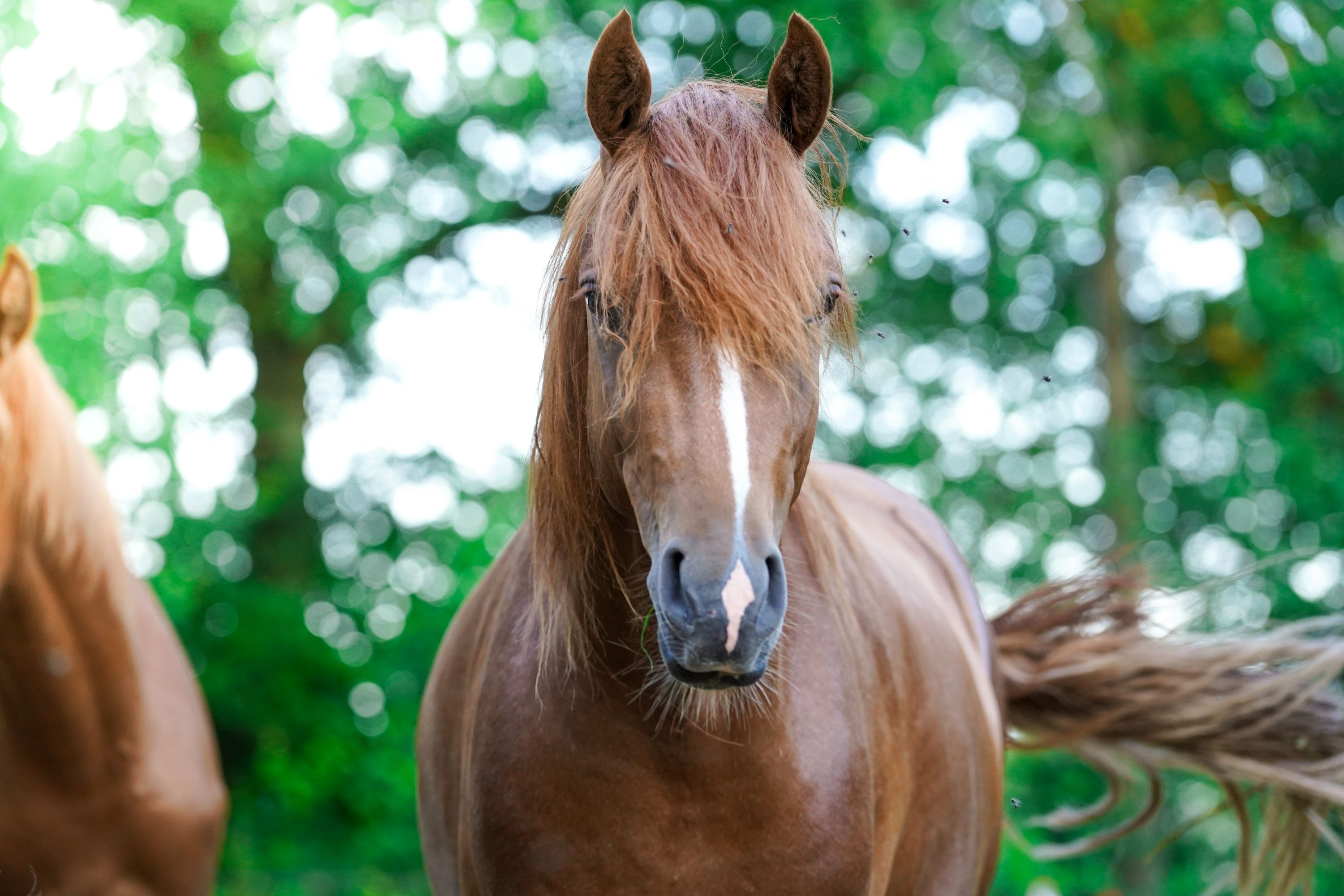 welsh allround-pony hengst 2 jaar te koop - Foto 5