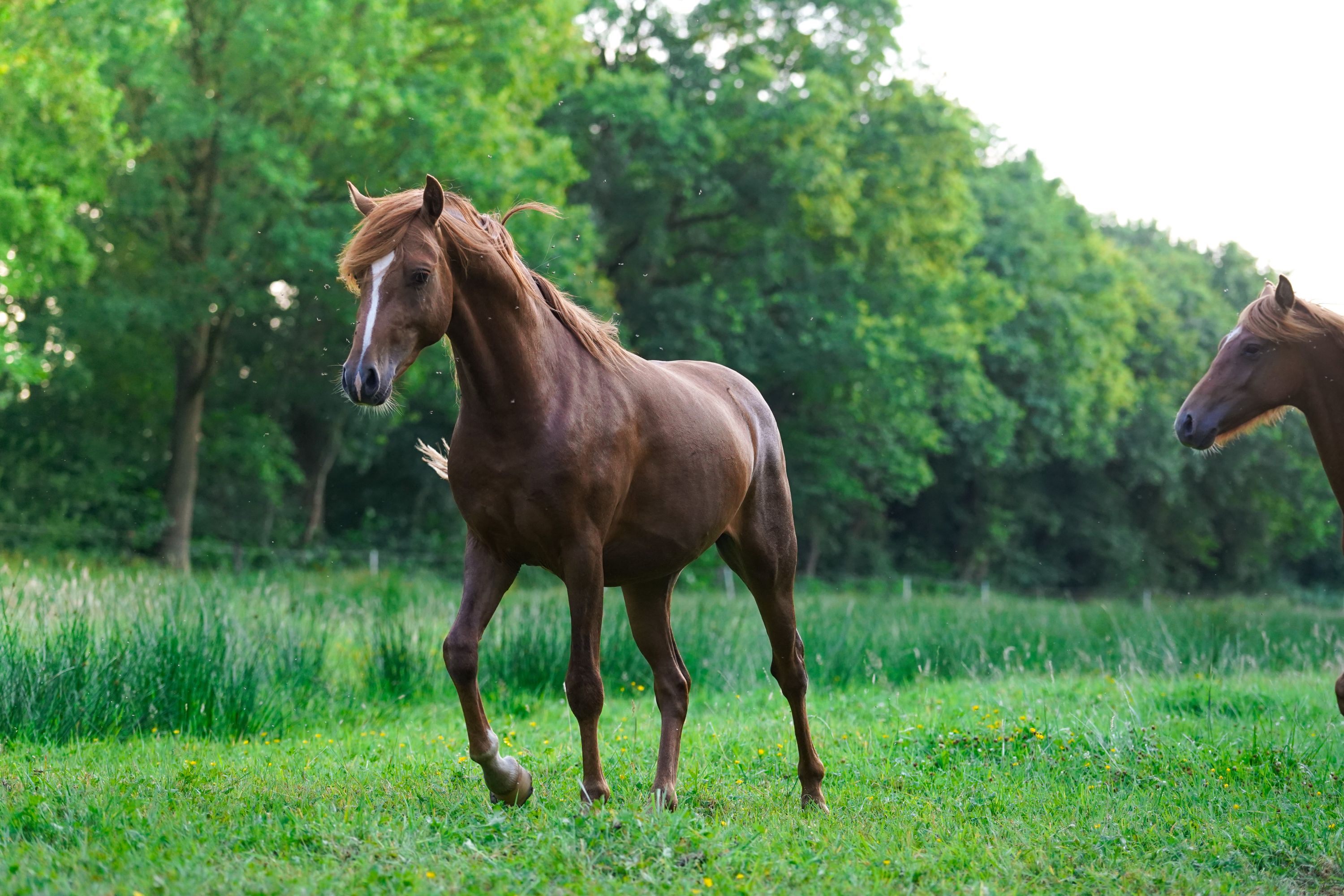 welsh allround-pony hengst 2 jaar te koop - Foto 3