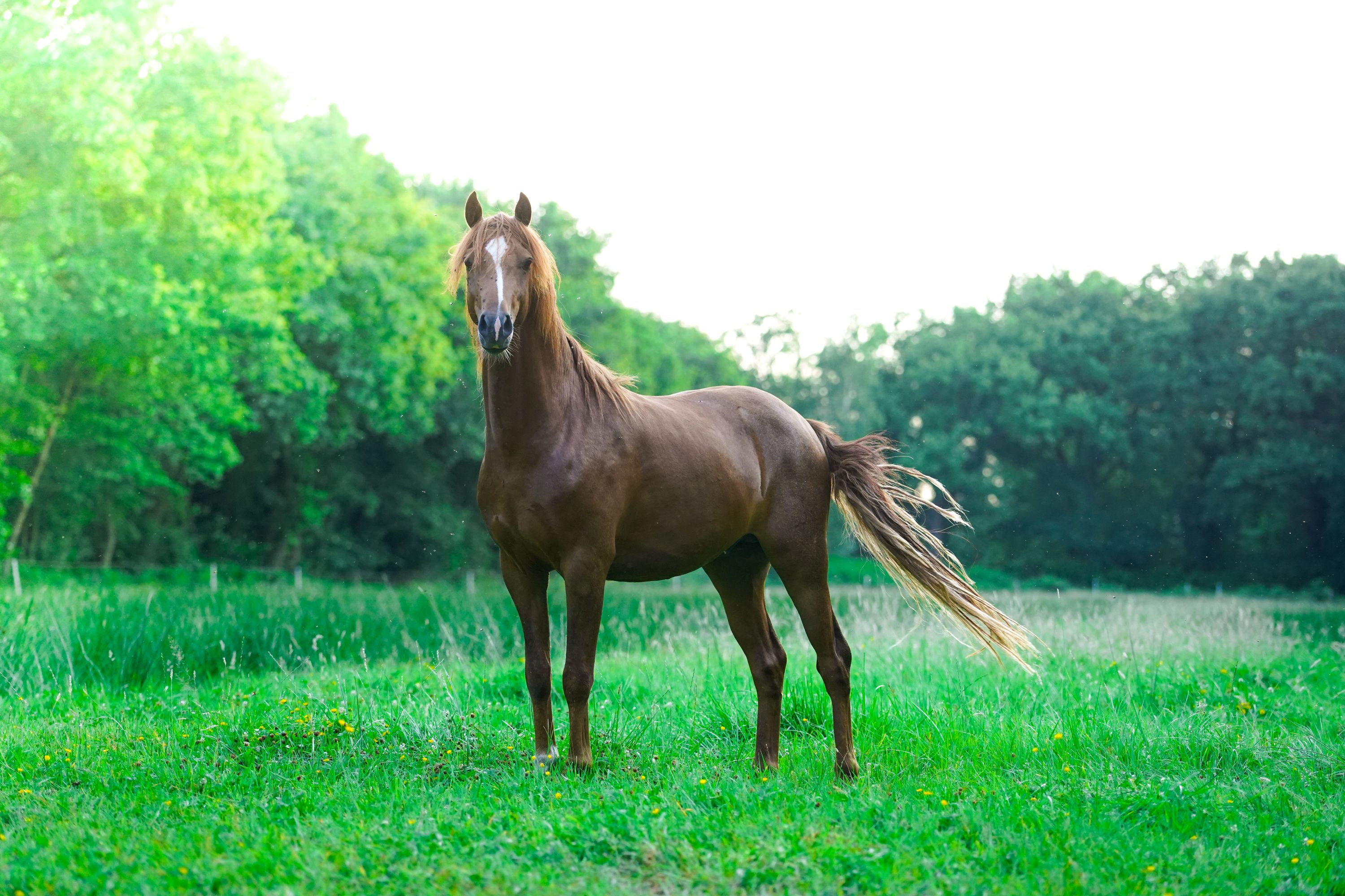 welsh allround-pony hengst 2 jaar te koop - Foto 2
