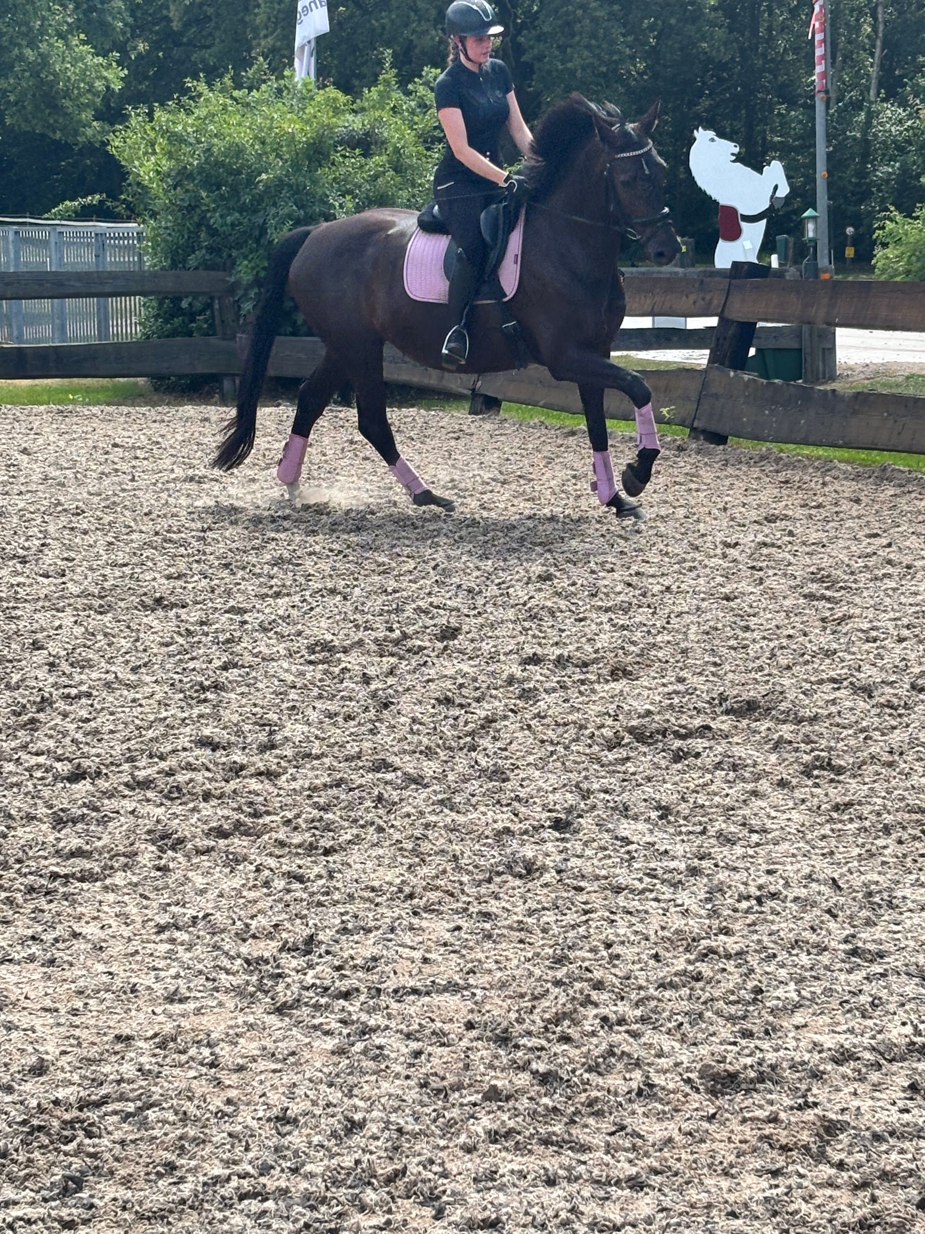 kwpn dressuurpaard merrie 13 jaar zwart te koop - Foto 6