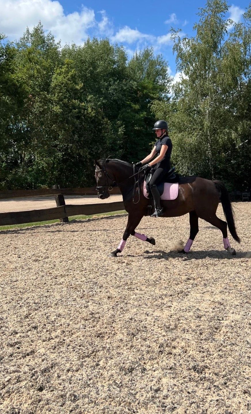 kwpn dressuurpaard merrie 13 jaar zwart te koop - Foto 2