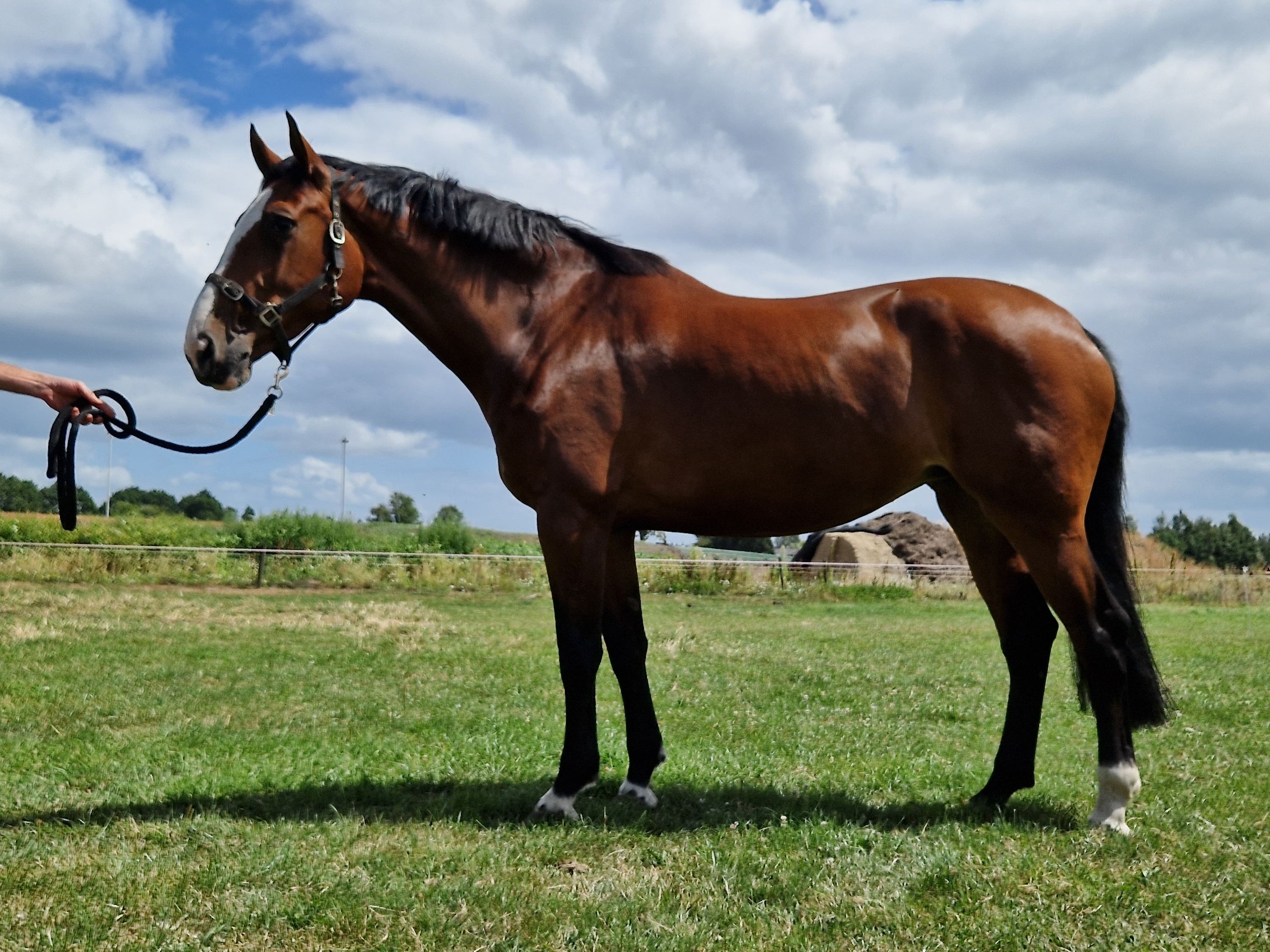 kwpn allrounder merrie 8 Jahre alt bruin zu verkaufen - Foto 2