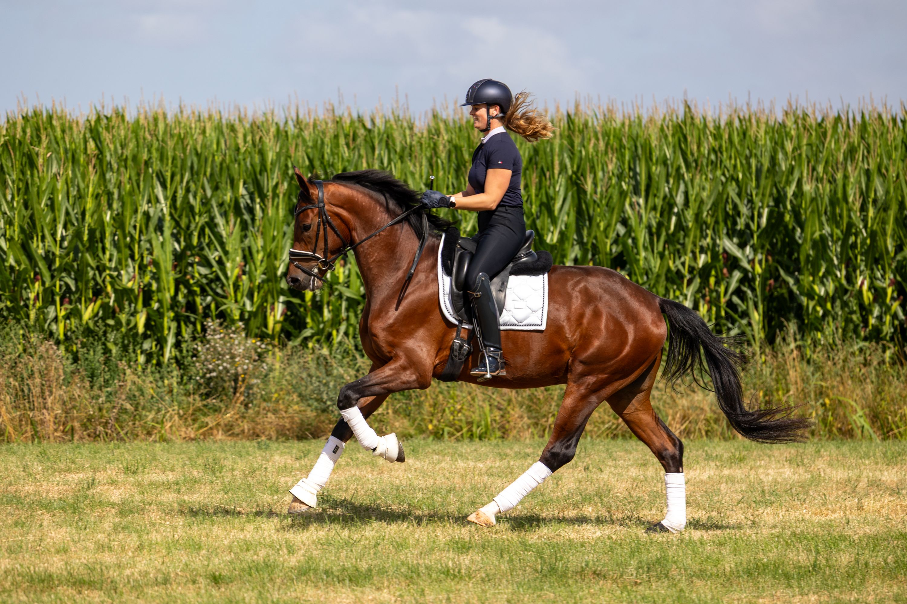 Très sage et magnifique cheval de 3 ans hongre