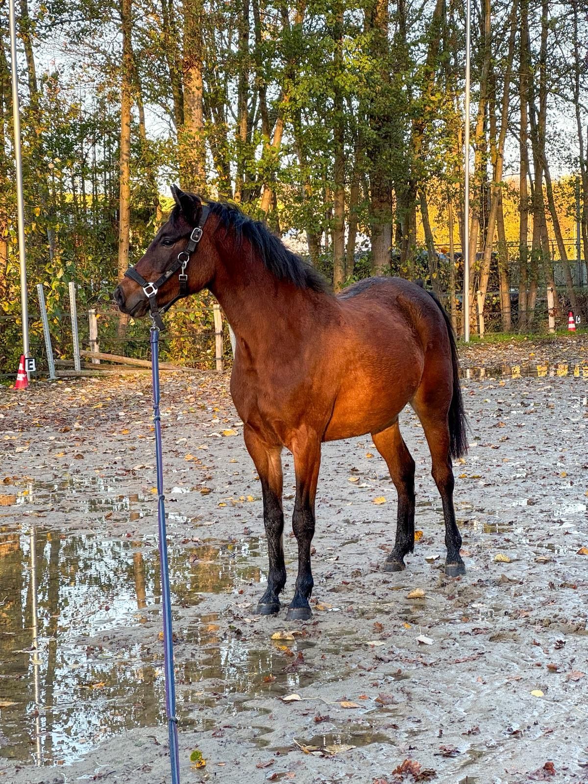 Hübsche D-Pony Stute