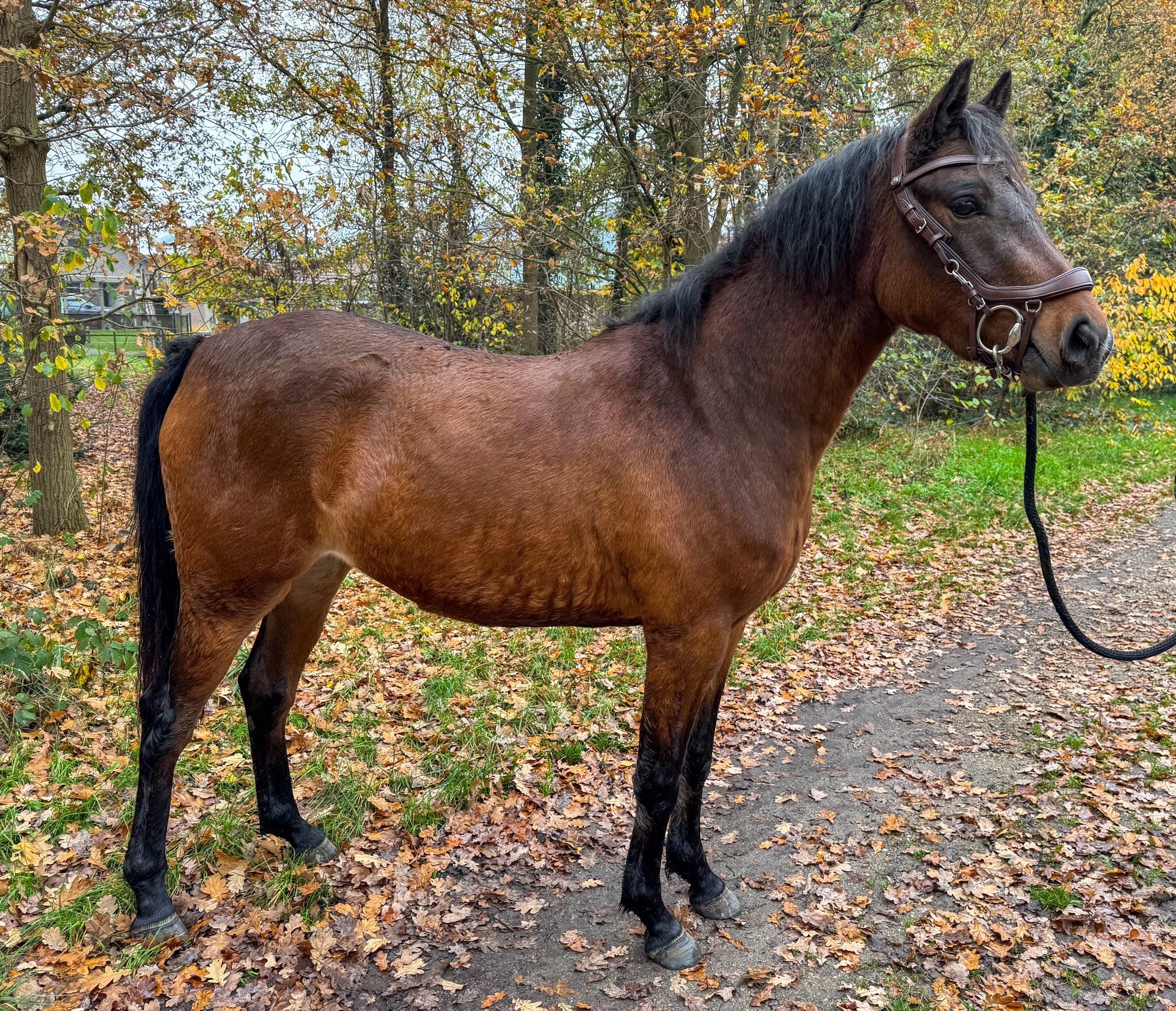 allround-pony merrie 3 Jahre alt donkerbruin zu verkaufen - Foto 5