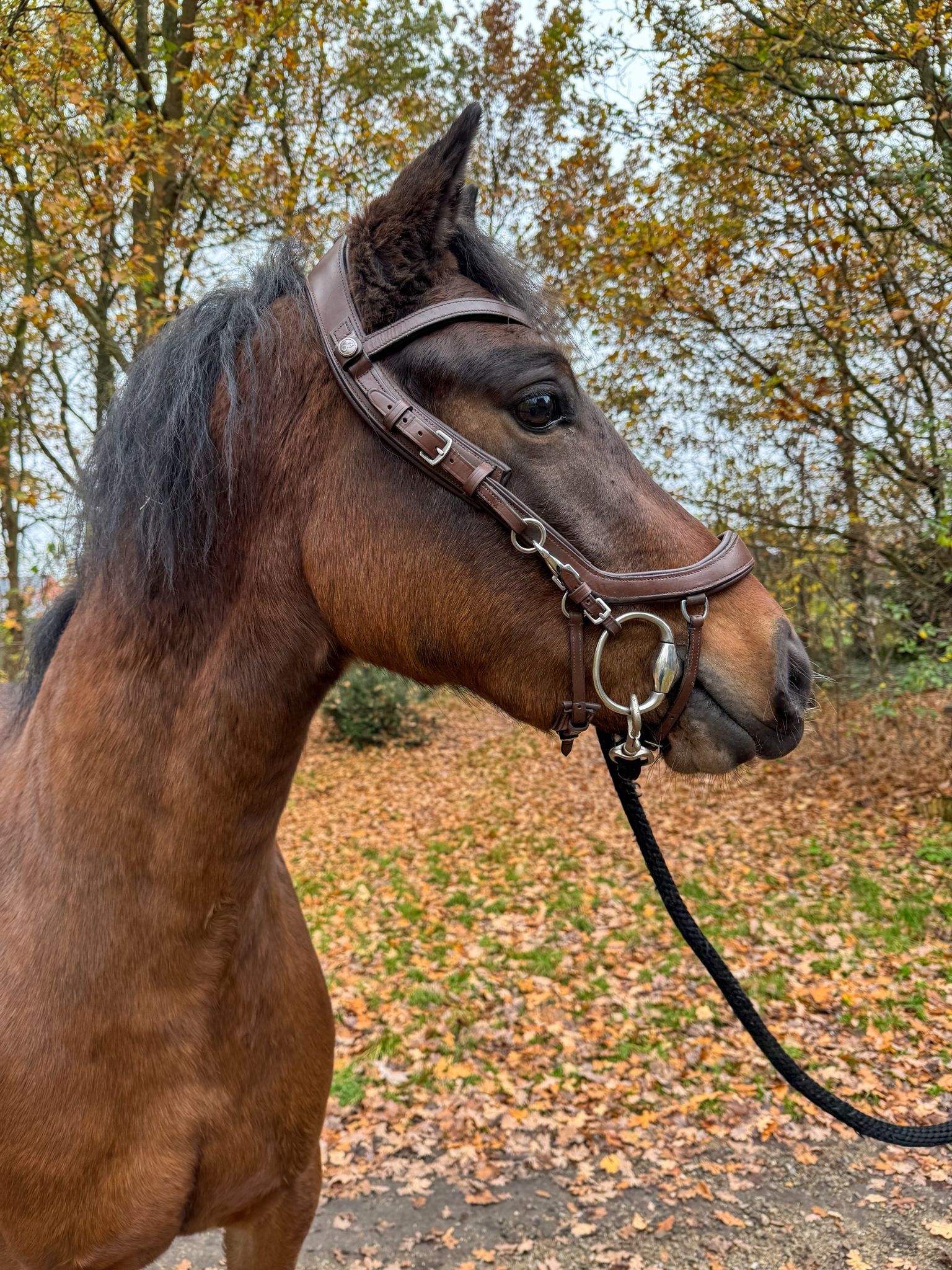 allround-pony merrie 3 Jahre alt donkerbruin zu verkaufen - Foto 4