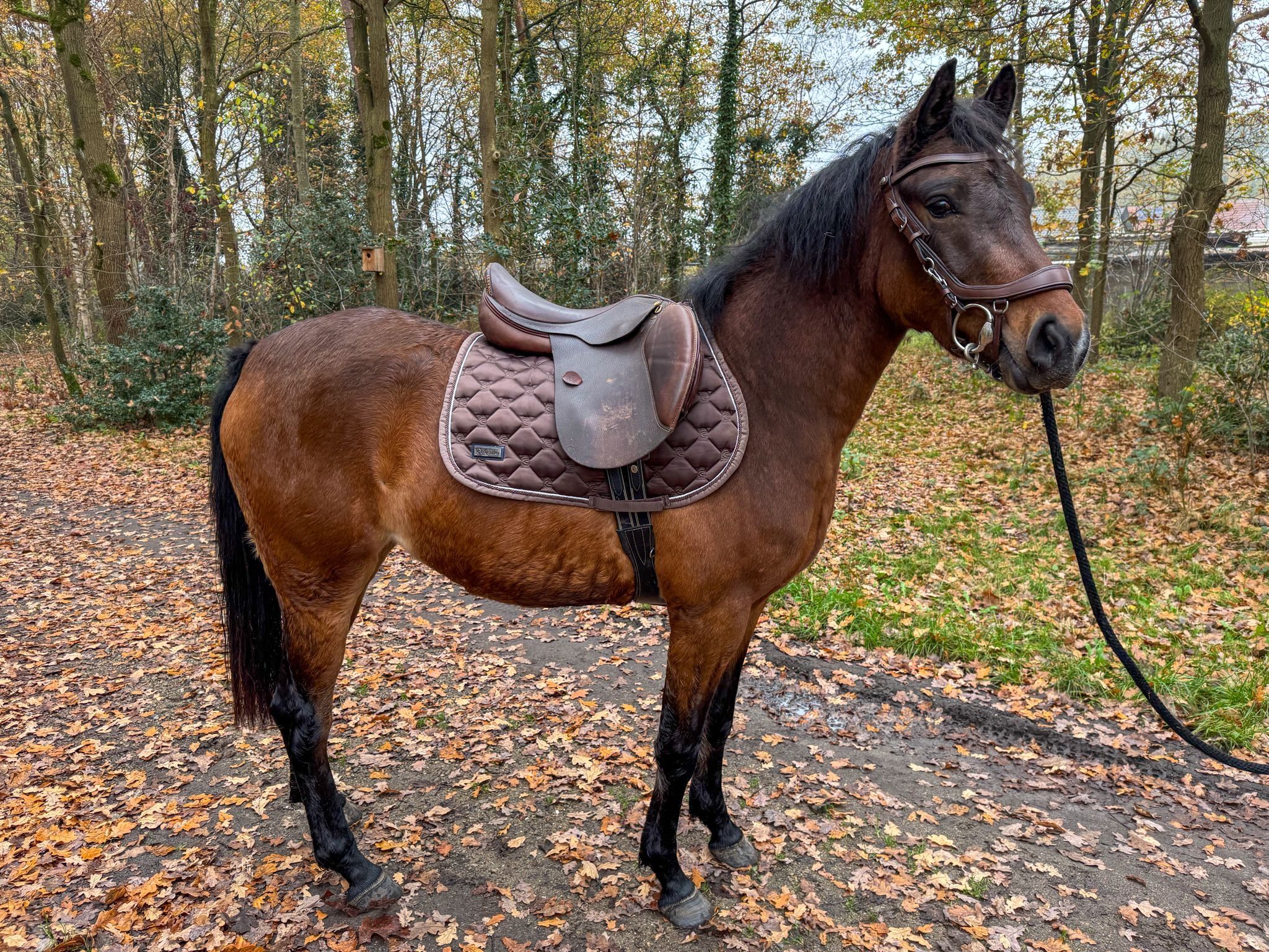 allround-pony merrie 3 Jahre alt donkerbruin zu verkaufen - Foto 6