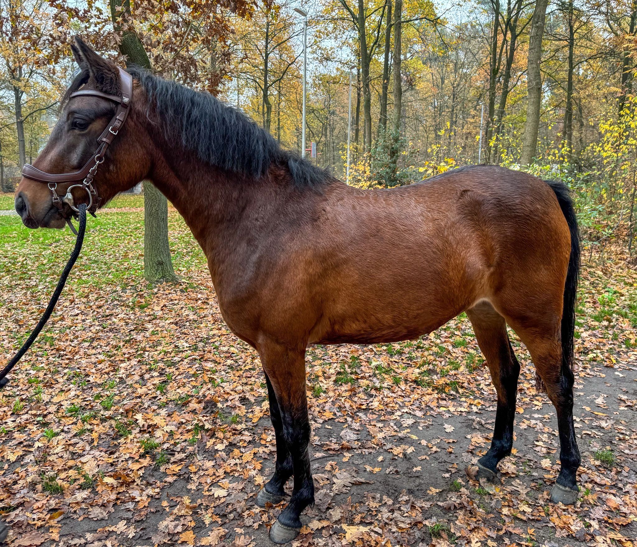 allround-pony merrie 3 Jahre alt donkerbruin zu verkaufen - Foto 3