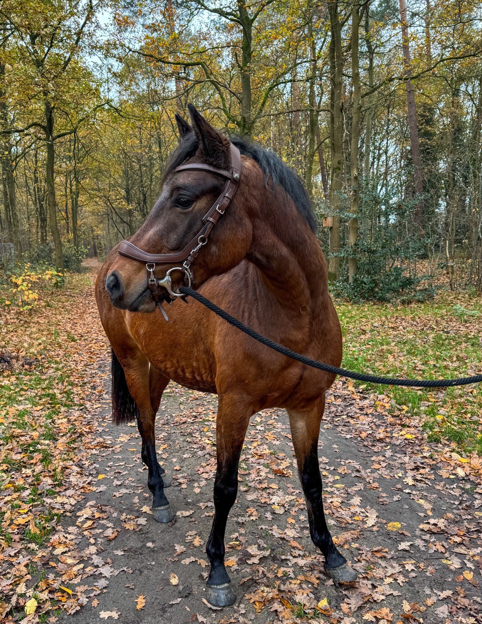 allround-pony merrie 3 Jahre alt donkerbruin zu verkaufen - Foto 2