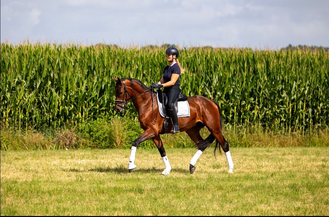 kwpn dressuurpaard ruin 3 ans bruin à vendre - Photo 2