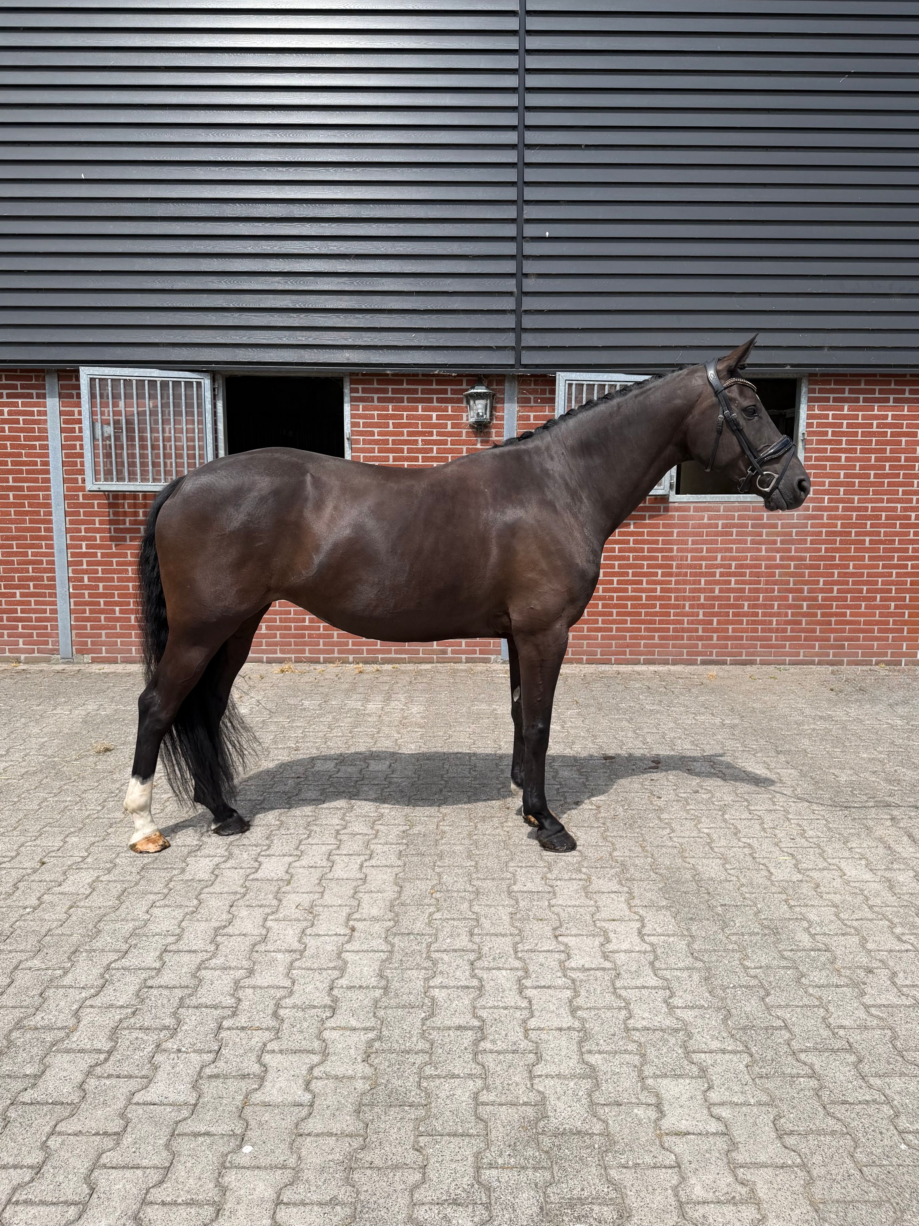 bwp dressuurpaard merrie 7 år Zwart till salu - Foto 3