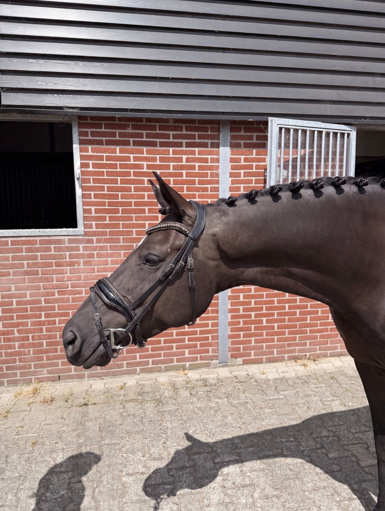 bwp dressuurpaard merrie 7 år Zwart till salu - Foto 4
