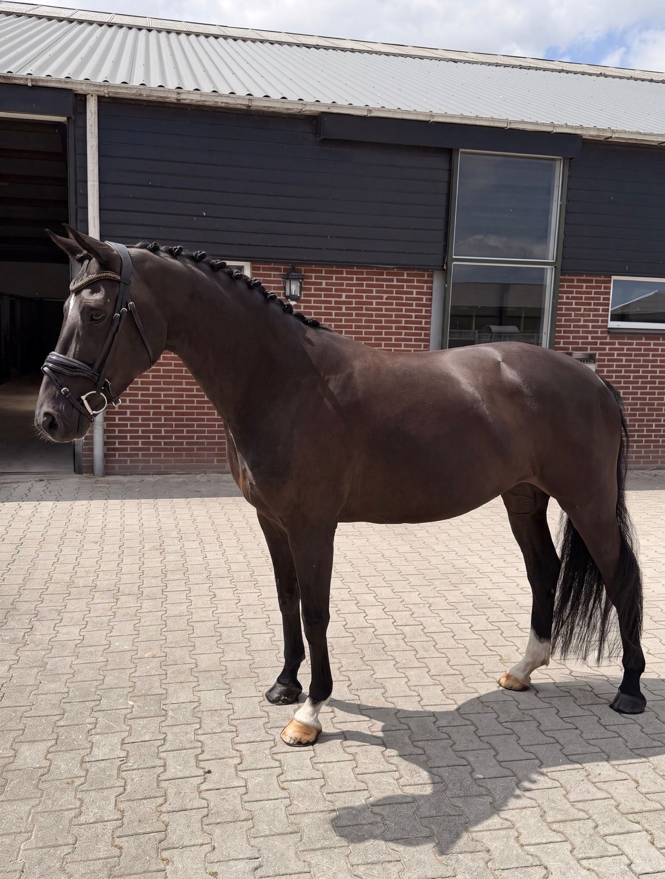 bwp dressuurpaard merrie 7 år Zwart till salu - Foto 5