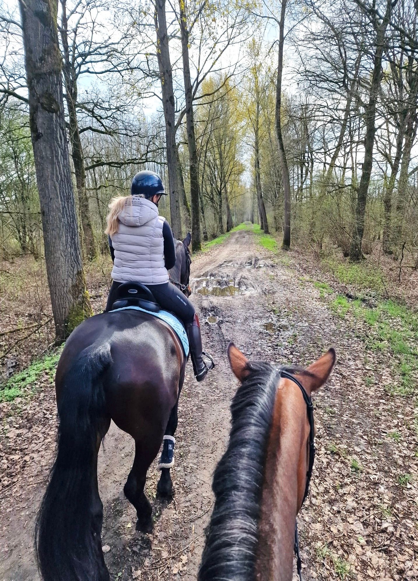 kwpn dressuurpaard ruin 7 anos donkerbruin à venda - Foto 6