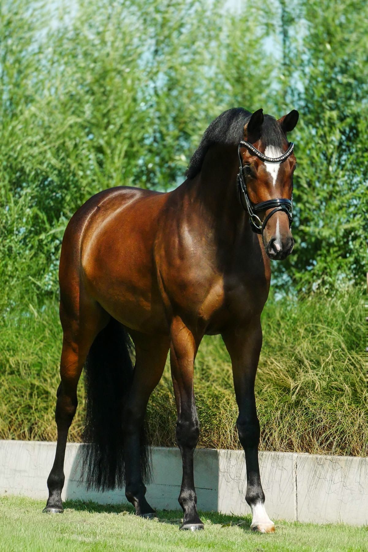 kwpn dressuurpaard merrie 4 ετών donkerbruin προς πώληση - Φωτογραφία 3