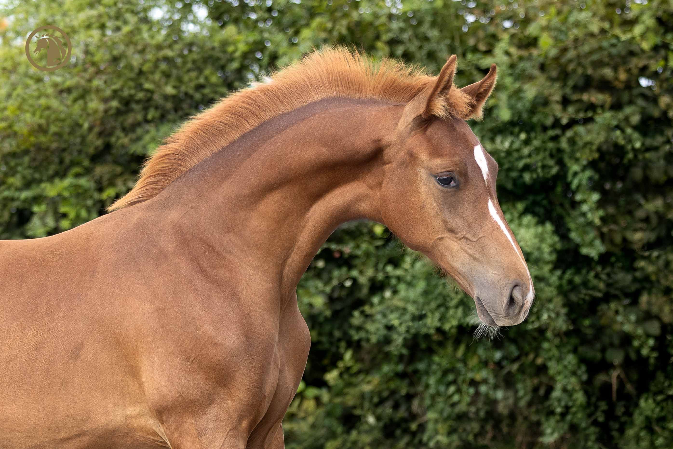 Elegant stoföl Viva Vegas x Farell