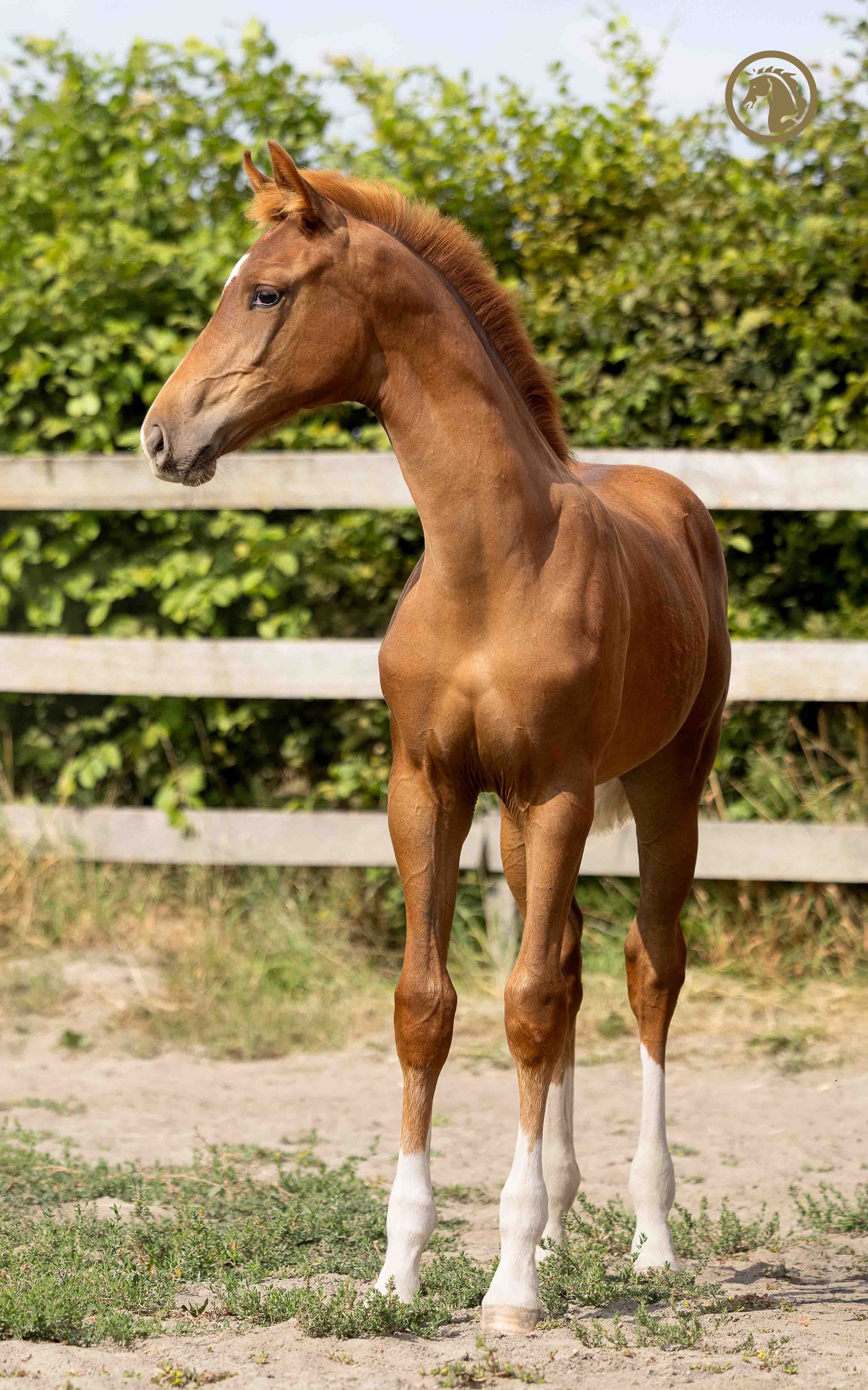 BWP dressuurpaard merrie 0 år Vos till salu - Foto 3