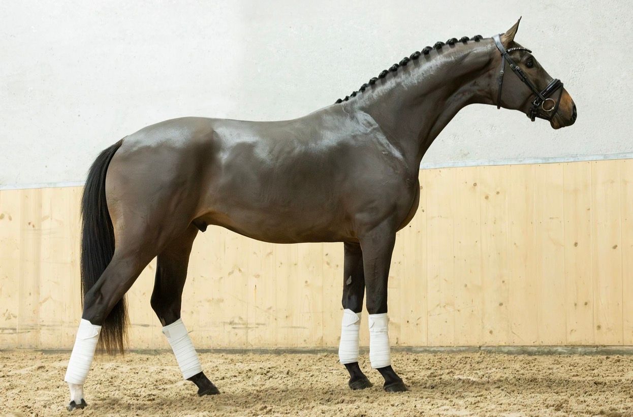 kwpn dressuurpaard ruin 3 ετών donkerbruin προς πώληση - Φωτογραφία 2