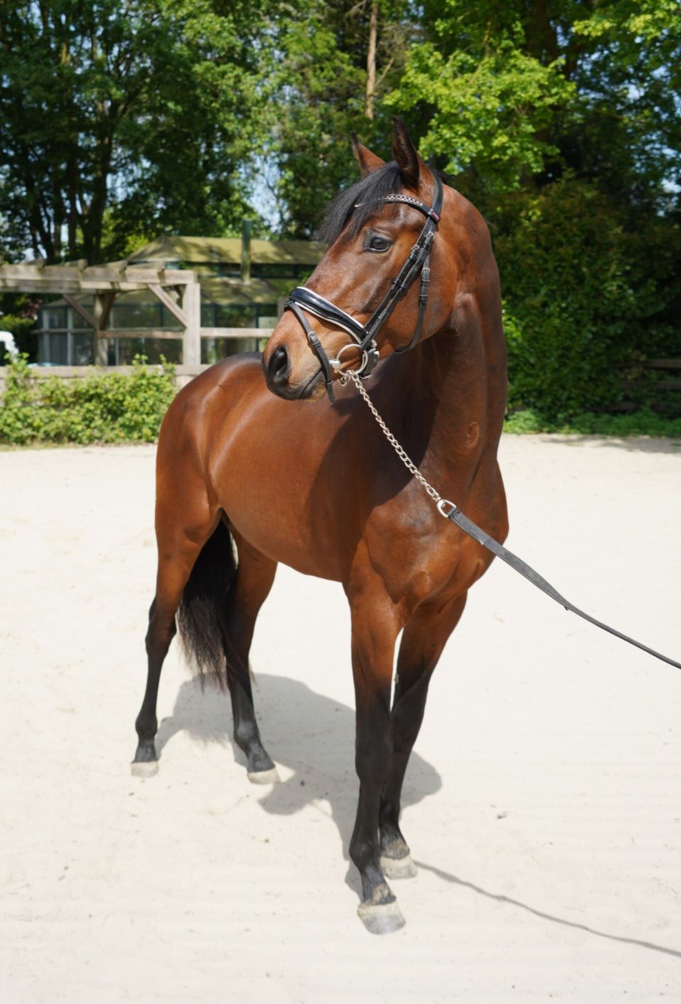 3-årig talangfull hingst e. McLaren x Desperado