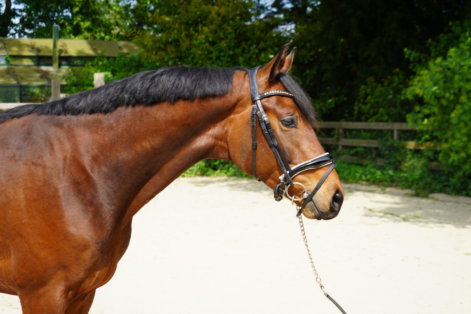 kwpn dressuurpaard hengst 3 år bruin till salu - Foto 3