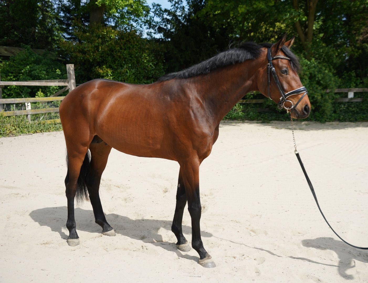 kwpn dressuurpaard hengst 3 år bruin till salu - Foto 2