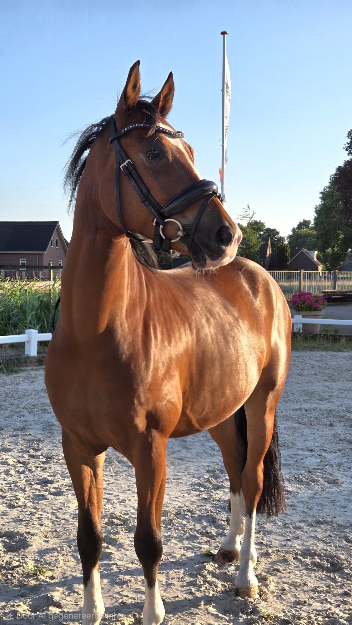 nrps dressuurpony ruin 5 jaar bruin te koop - Foto 2