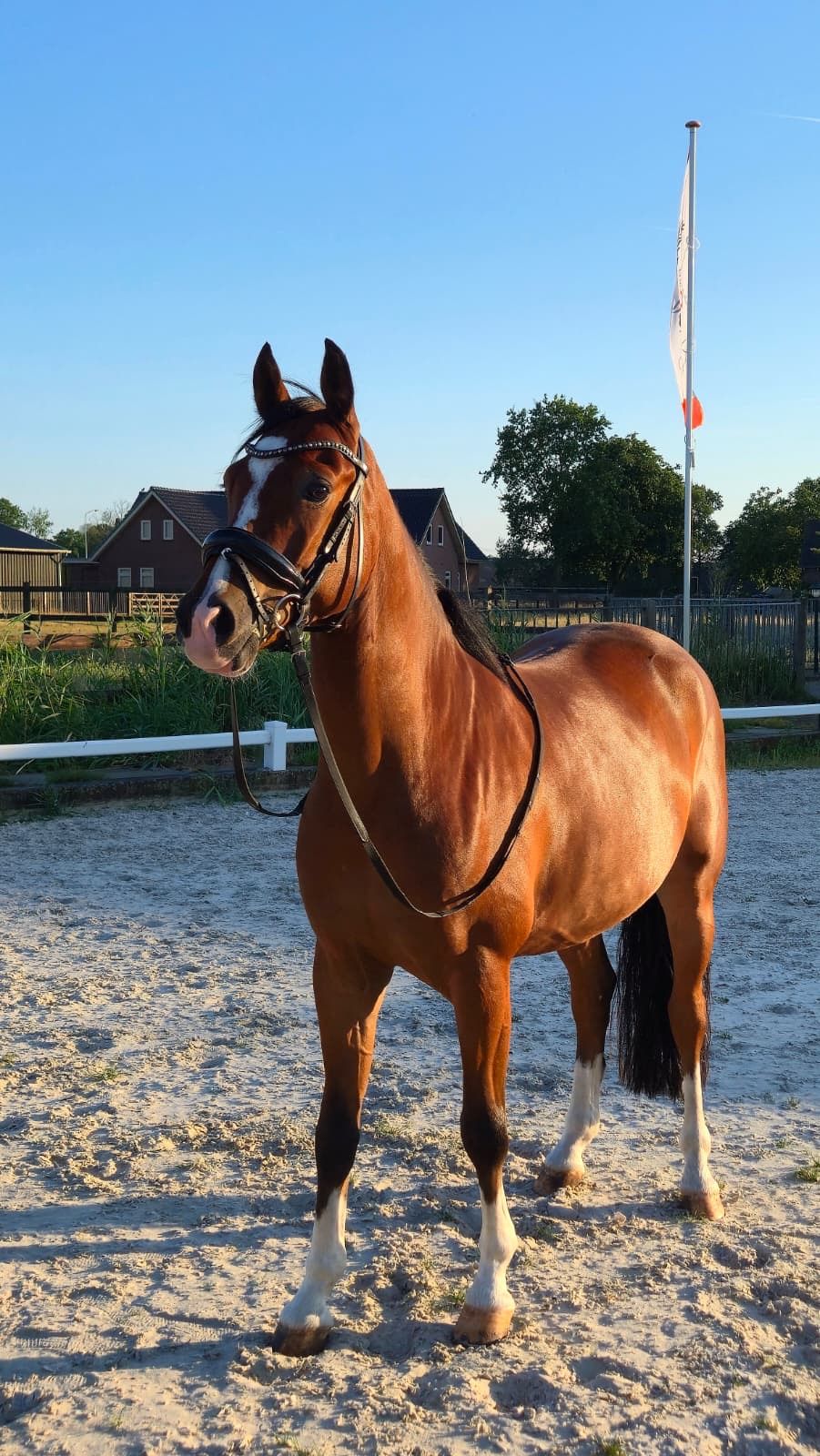 nrps dressuurpony ruin 5 jaar bruin te koop - Foto 3
