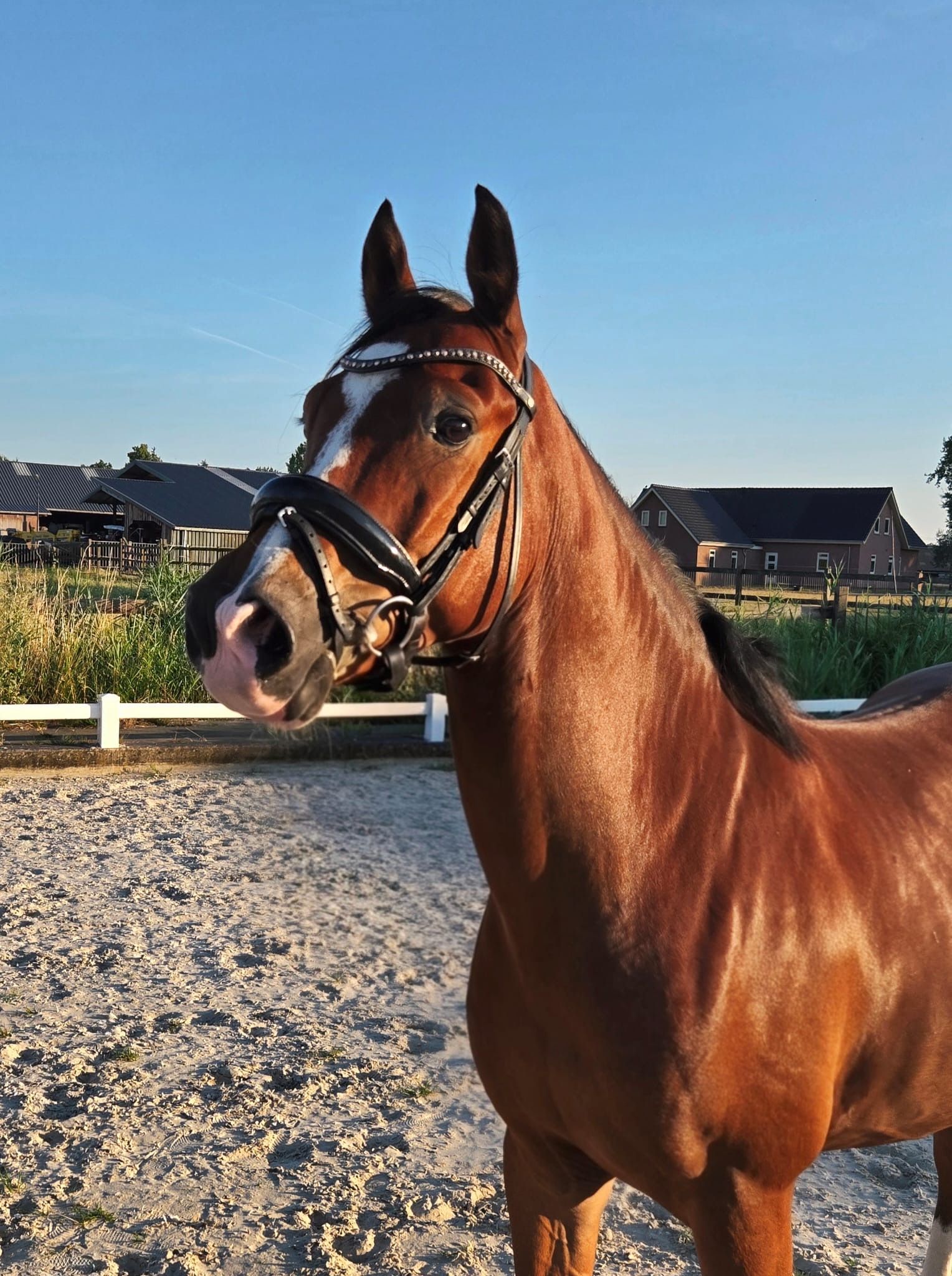 Sportpony te koop