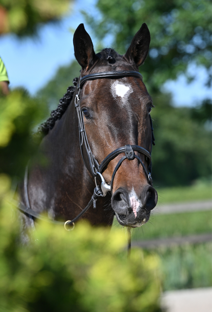 zangersheide springpaard ruin 4 anos donkerbruin à venda - Foto 2
