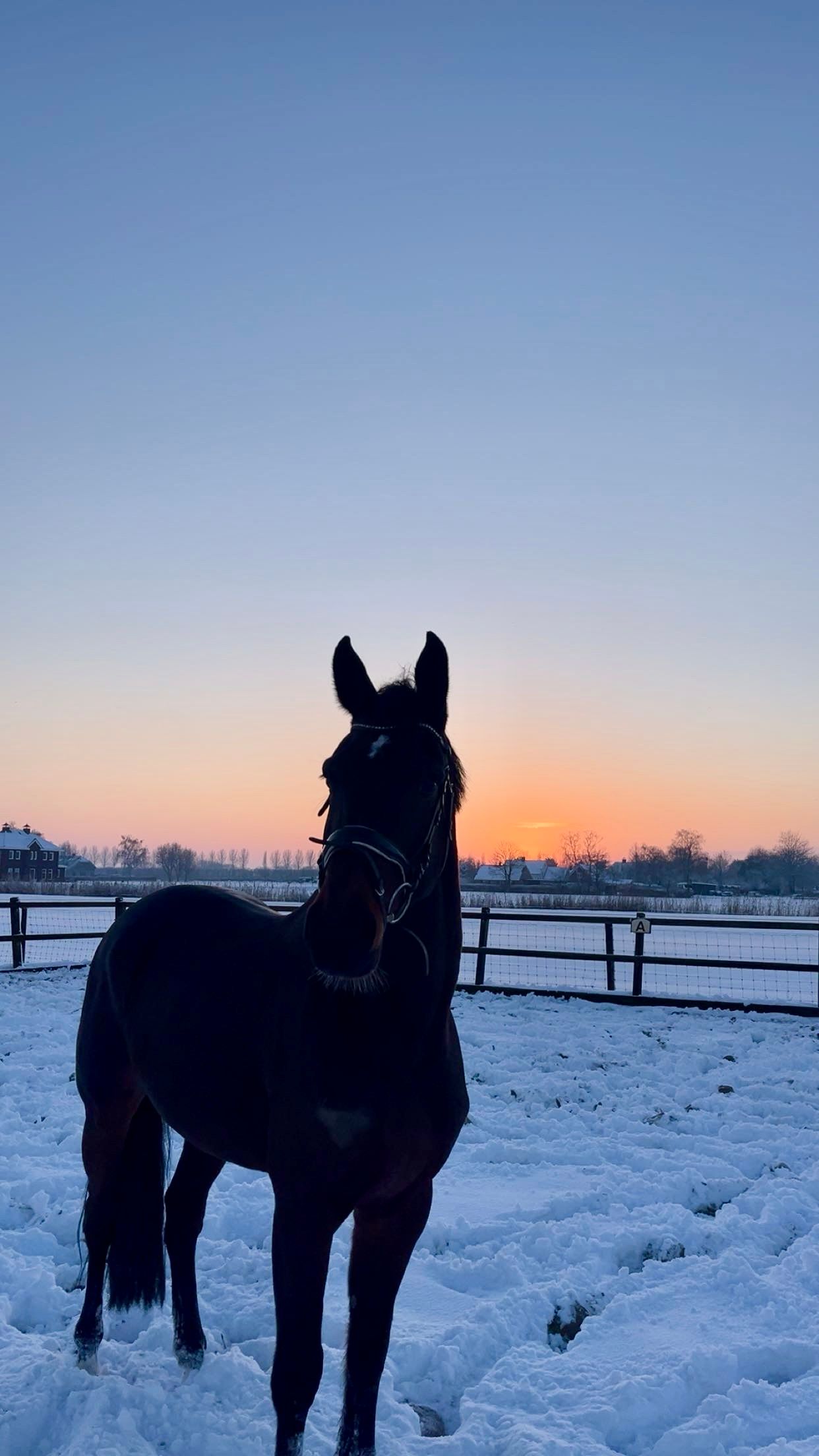 kwpn springpaard ruin 7 år donkerbruin till salu - Foto 3