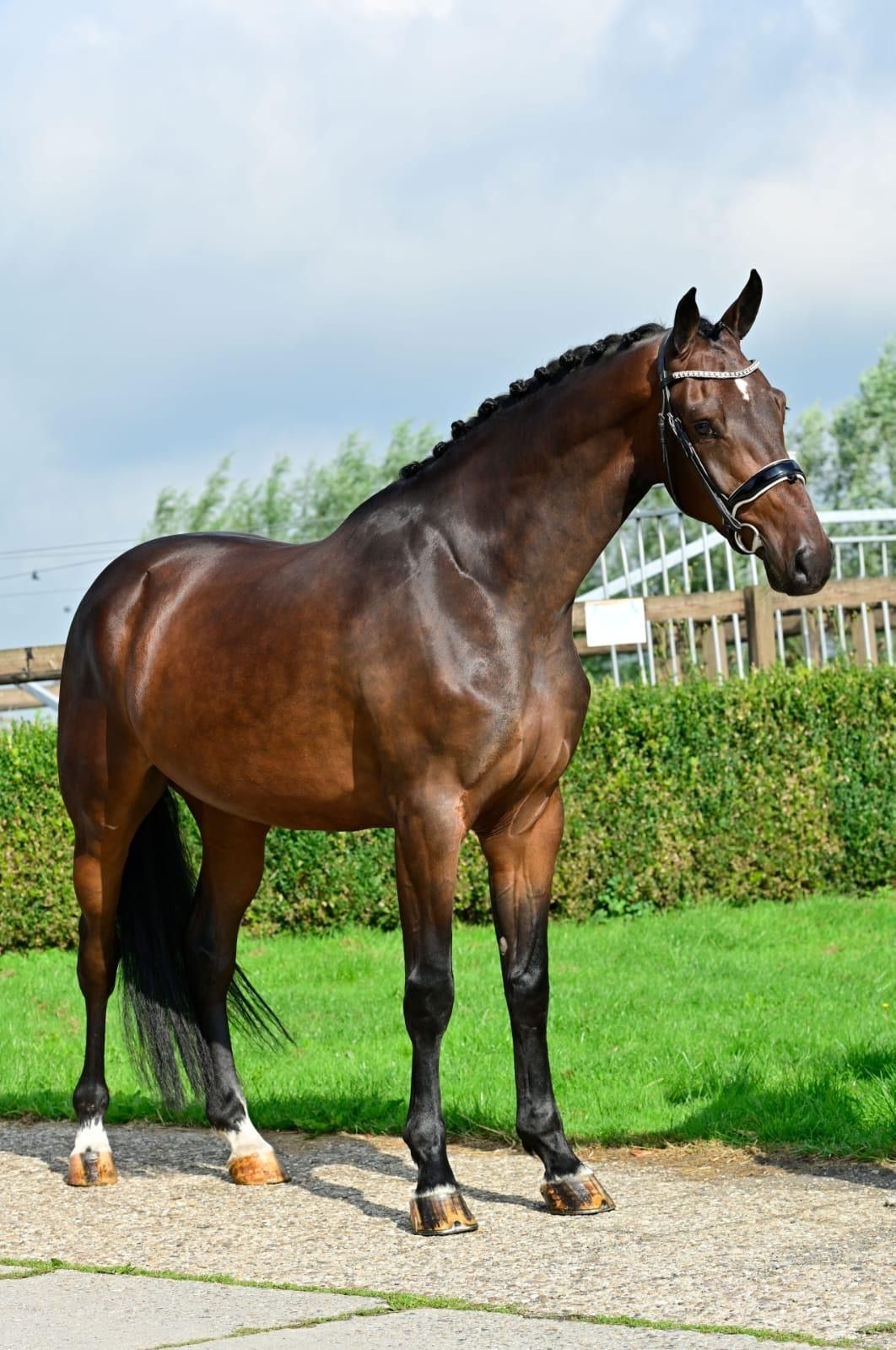 kwpn springpaard ruin 7 år donkerbruin till salu - Foto 4