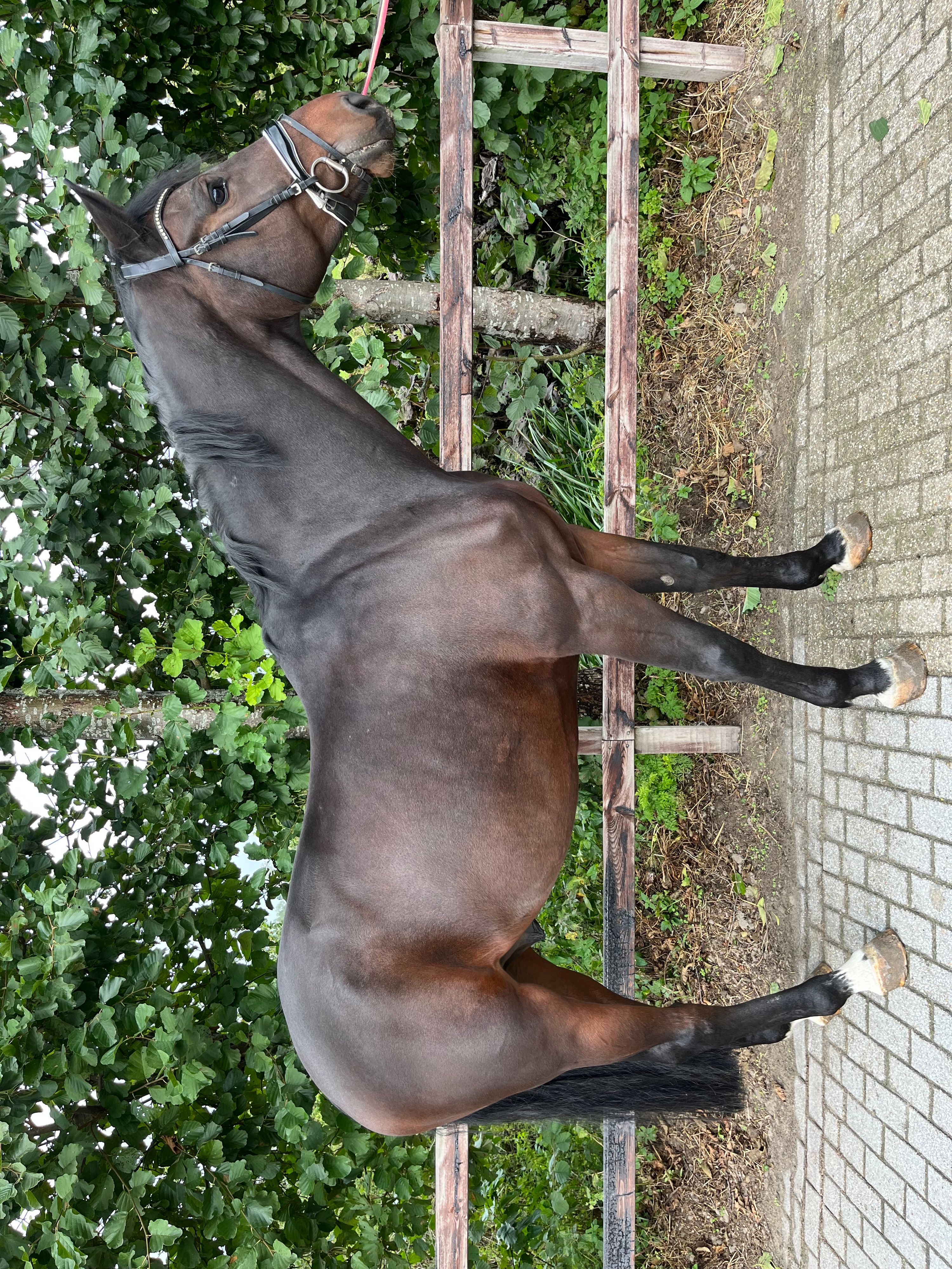 kwpn springpaard ruin 7 år donkerbruin till salu - Foto 6