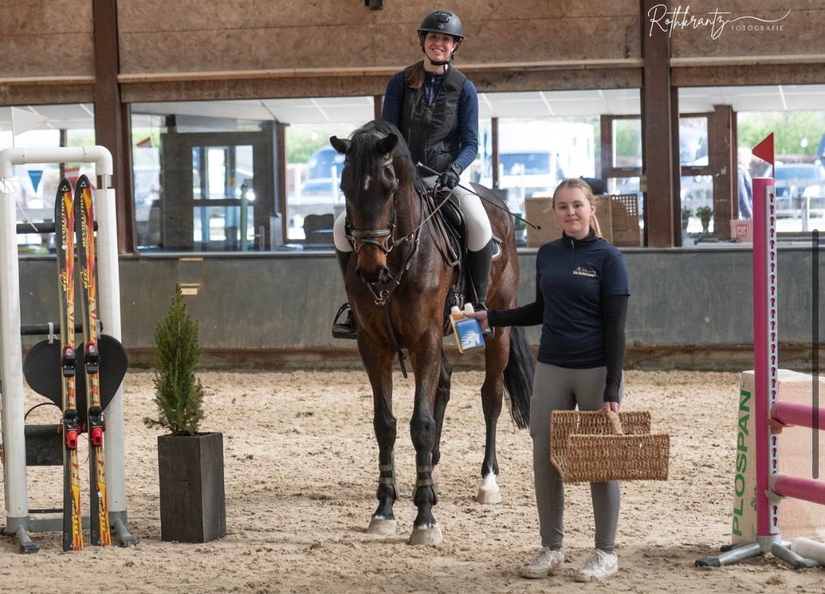kwpn springpaard ruin 7 år donkerbruin till salu - Foto 2