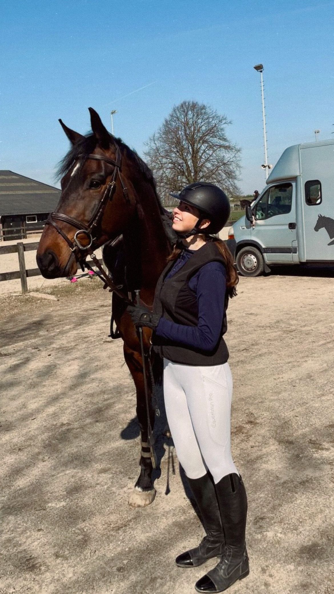kwpn springpaard ruin 7 år donkerbruin till salu - Foto 5