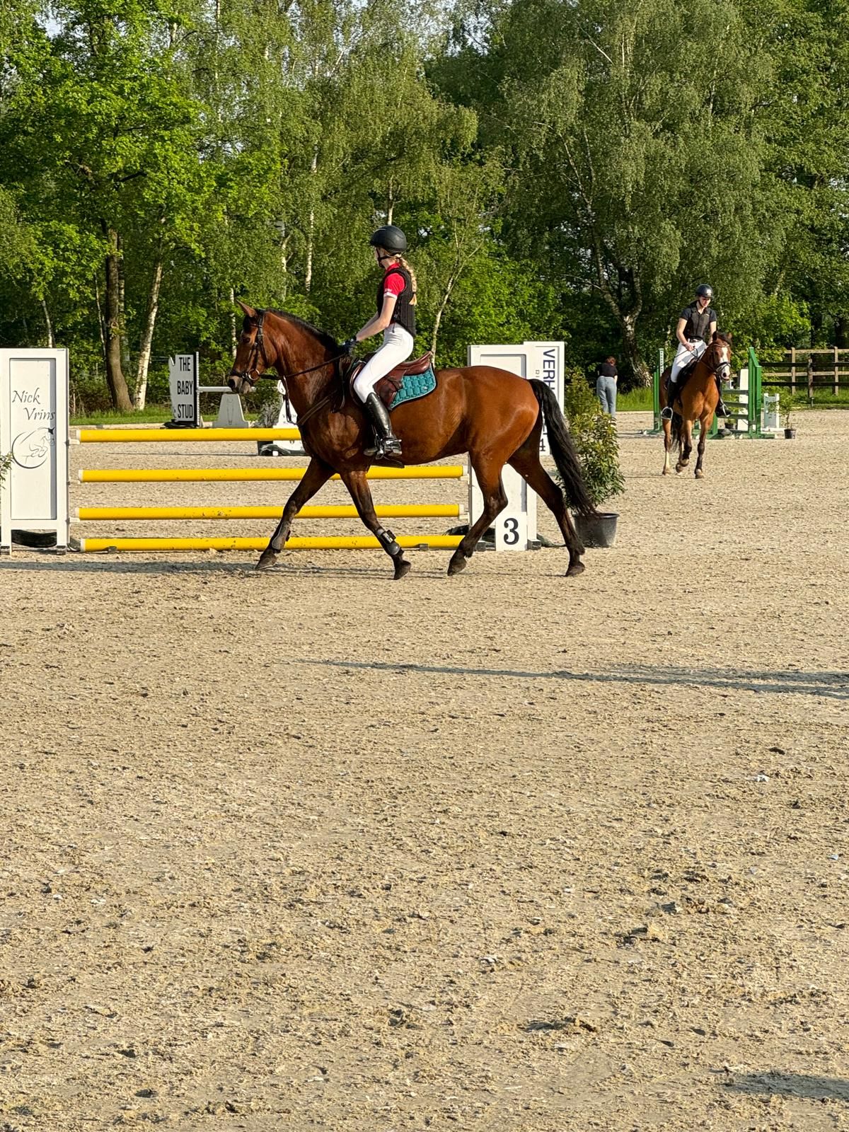 new-forest allround-pony ruin 20 år bruin till salu - Foto 2