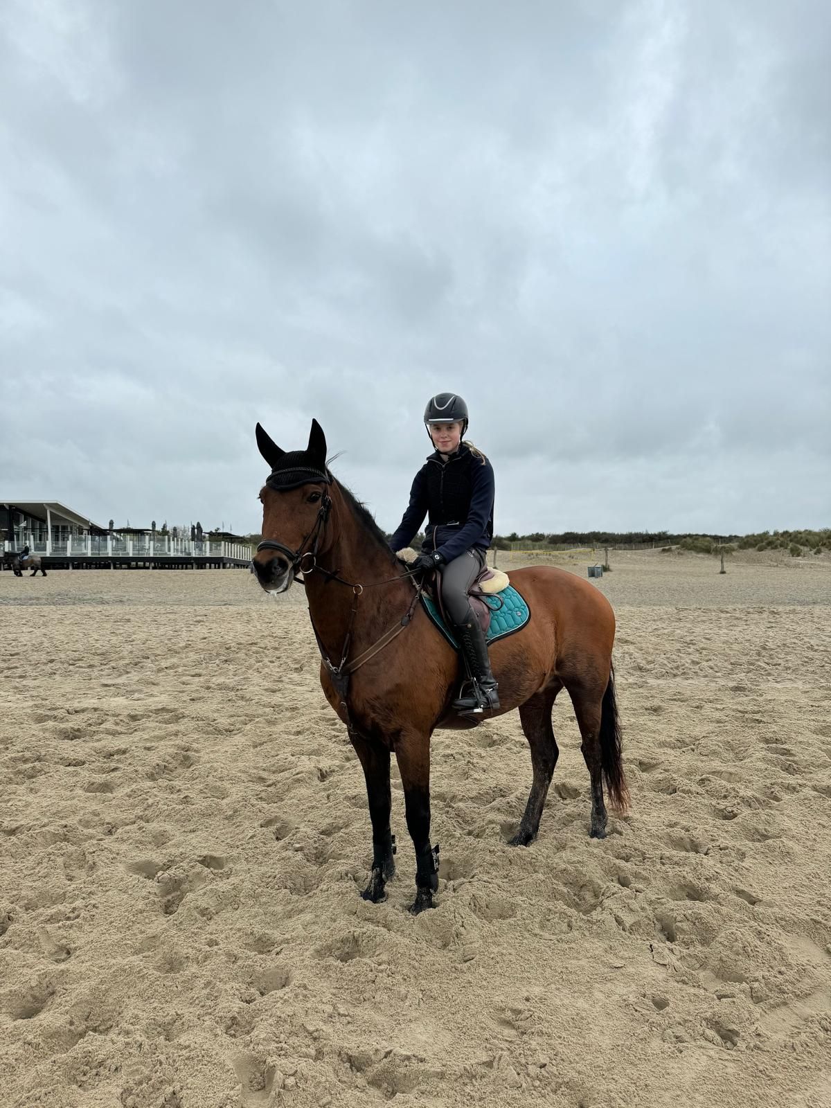 new-forest allround-pony ruin 20 år bruin till salu - Foto 4